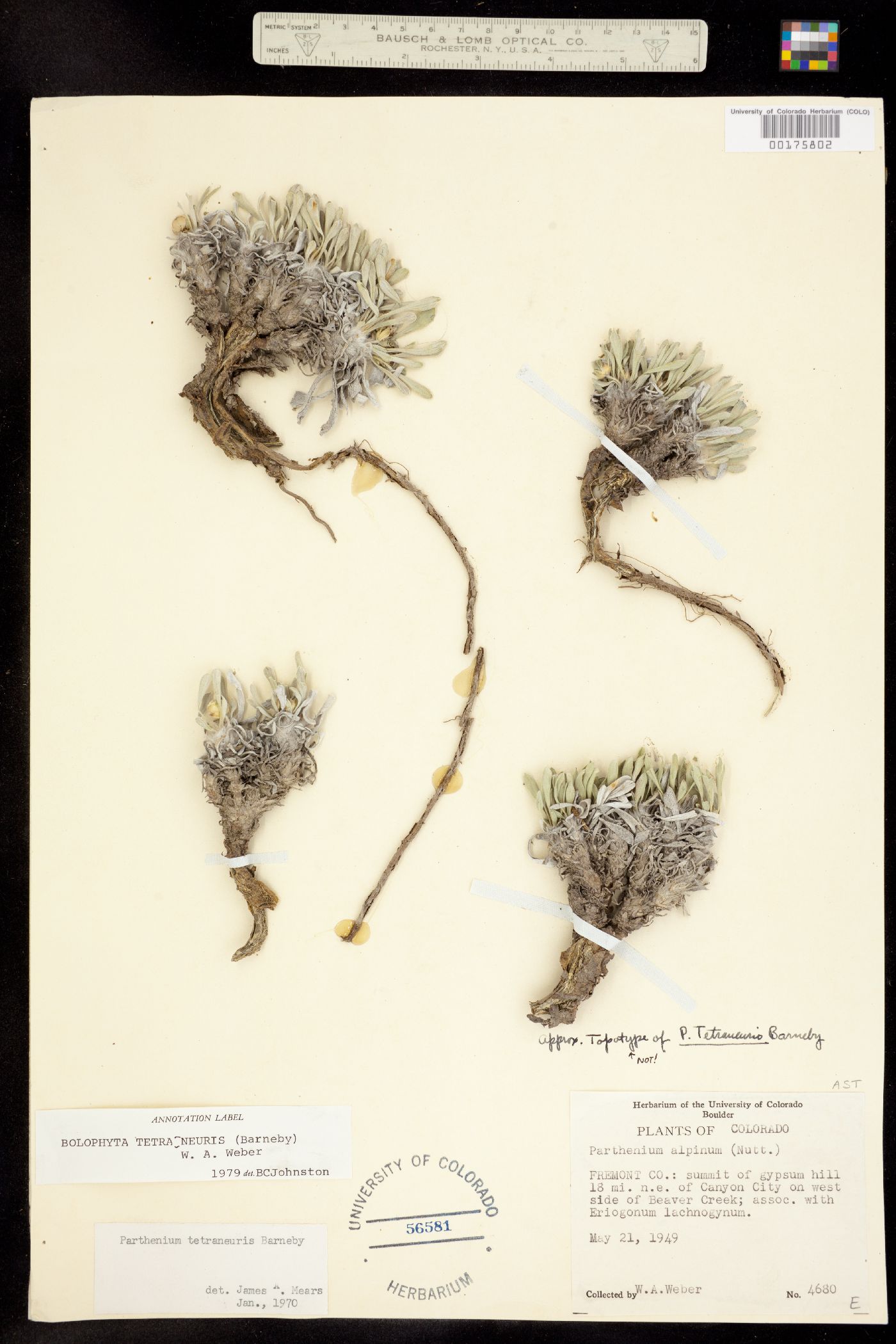 Bolophyta tetraneuris image