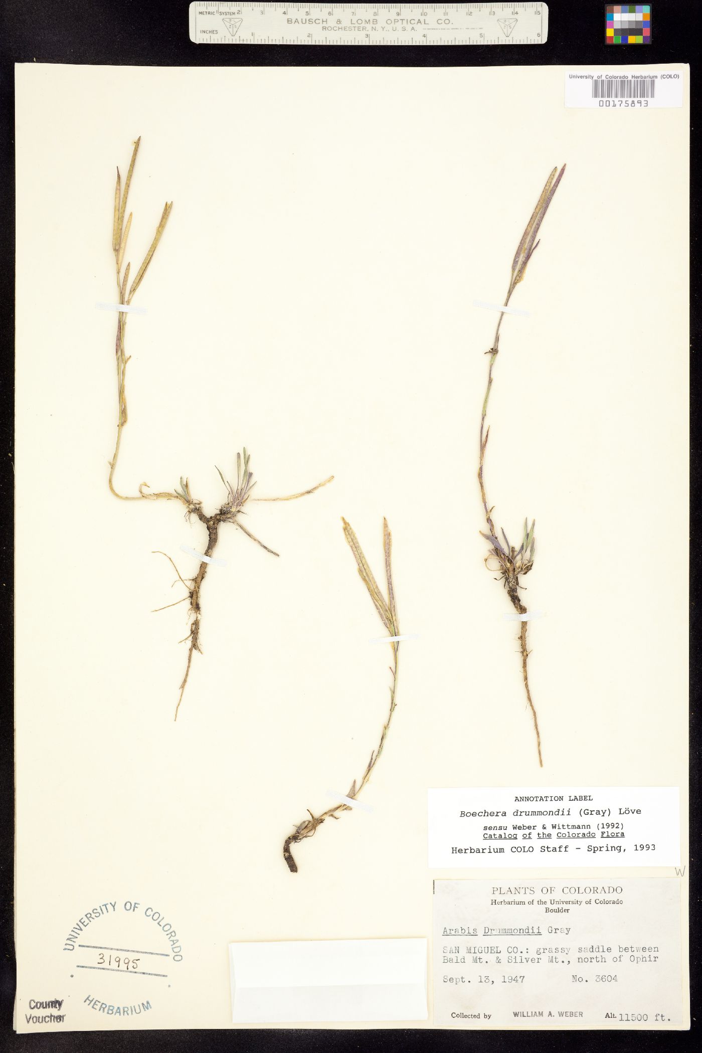 Boechera stricta image