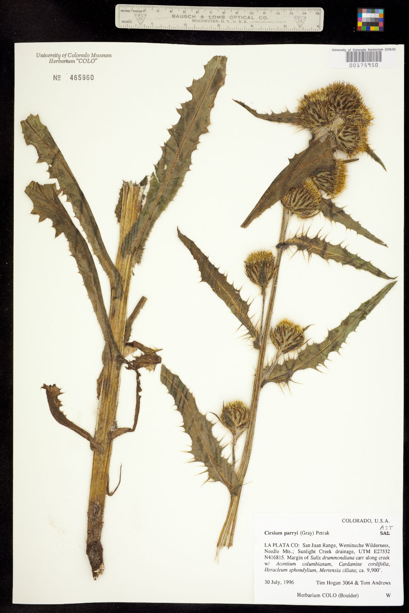 Cirsium parryi image