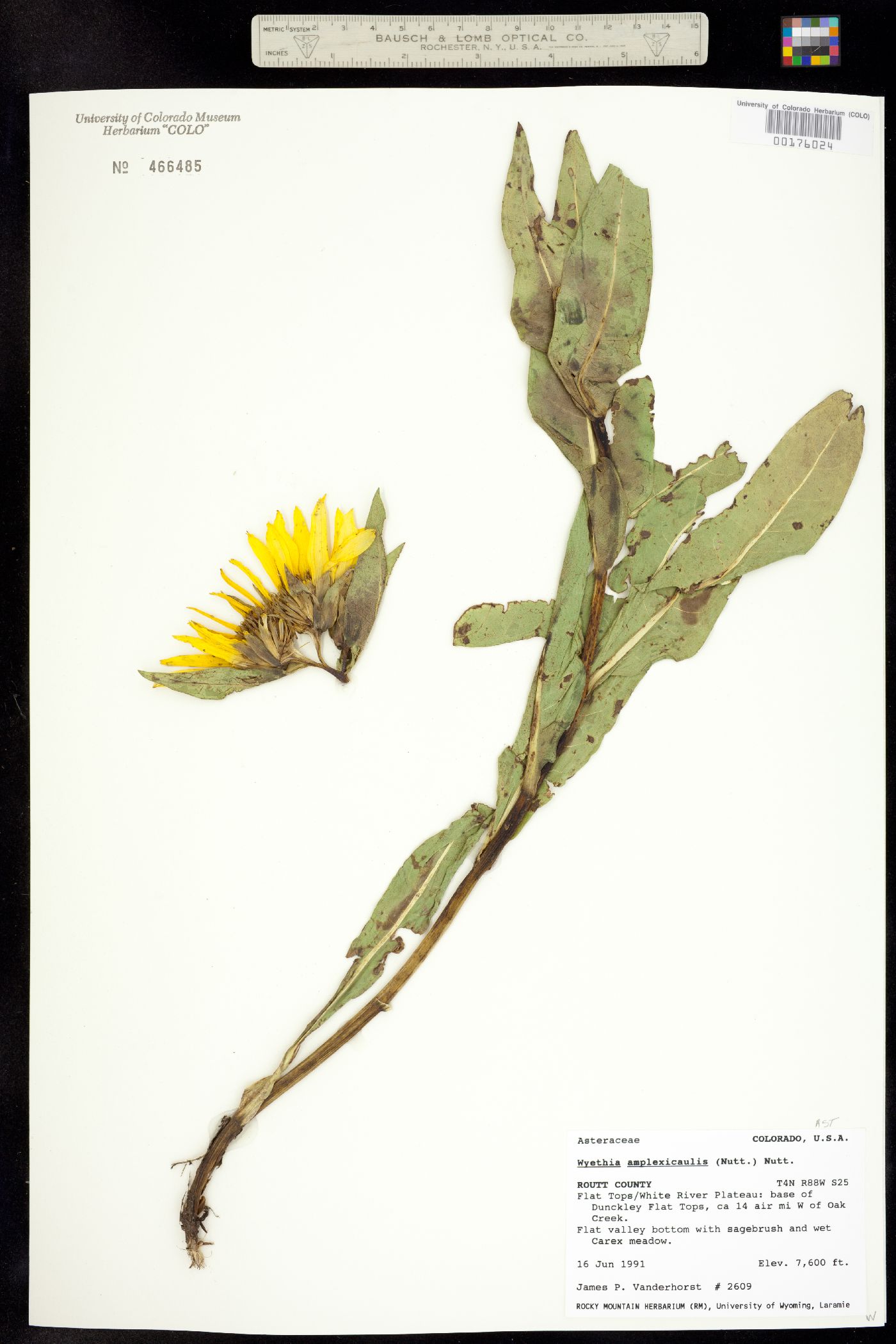Wyethia amplexicaulis image