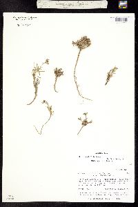 Braya glabella subsp. glabella image