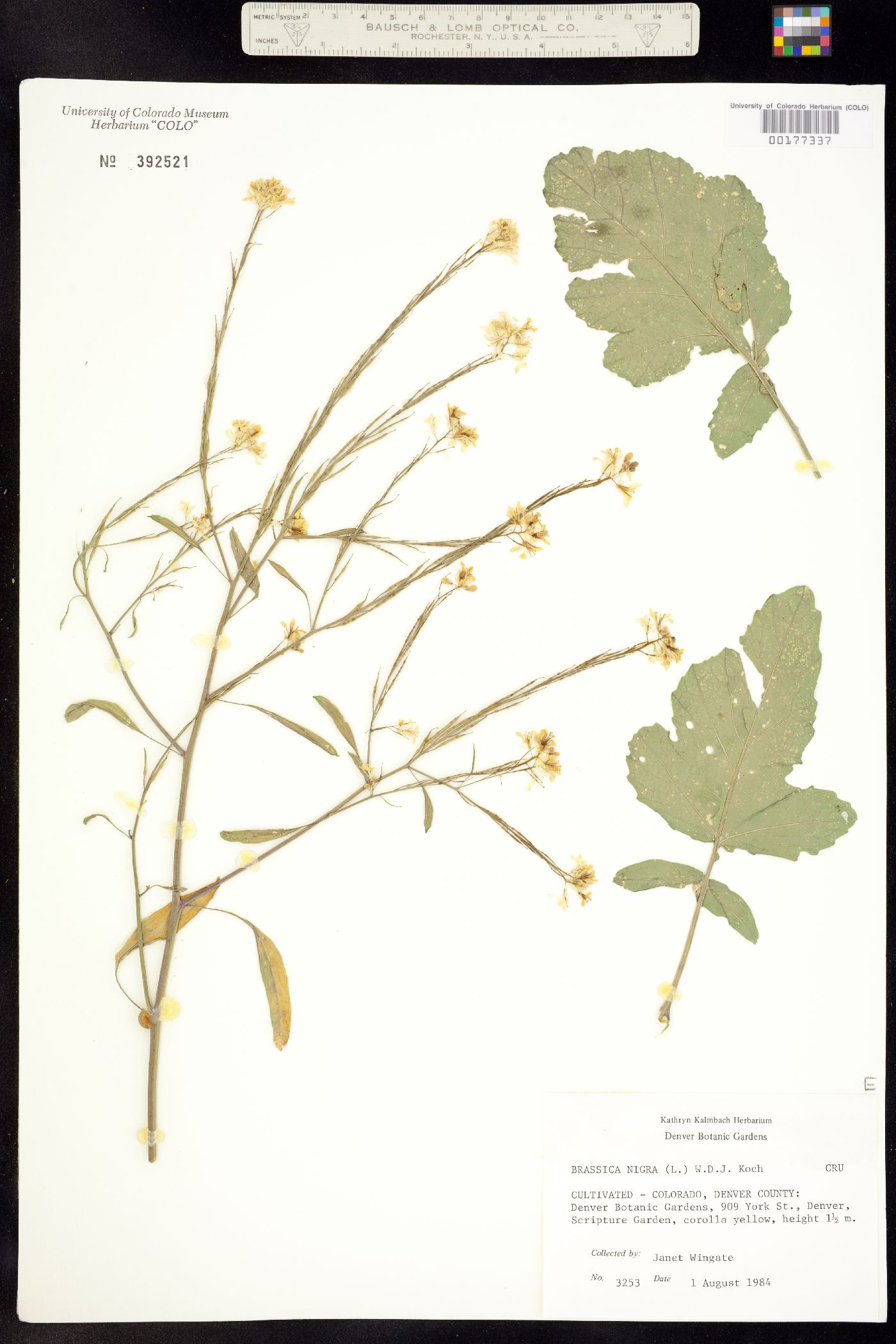 Brassica nigra image