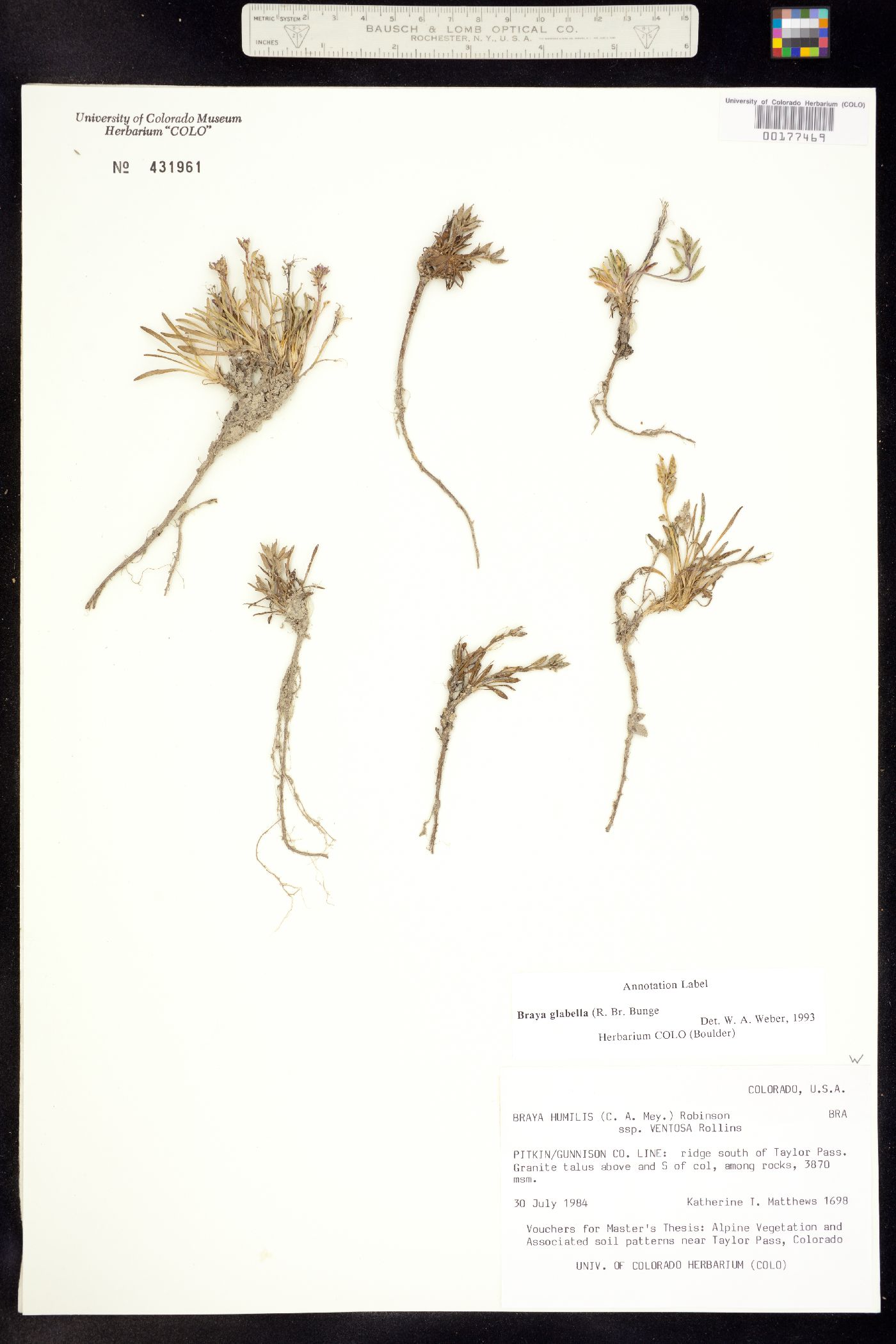 Braya glabella var. glabella image