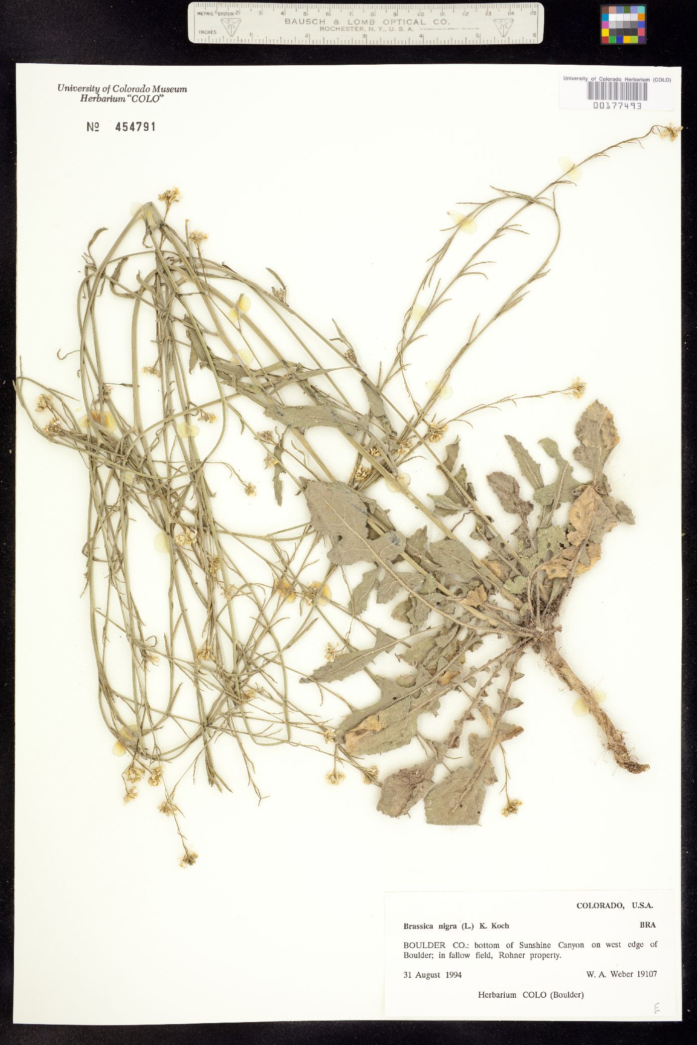 Brassica nigra image