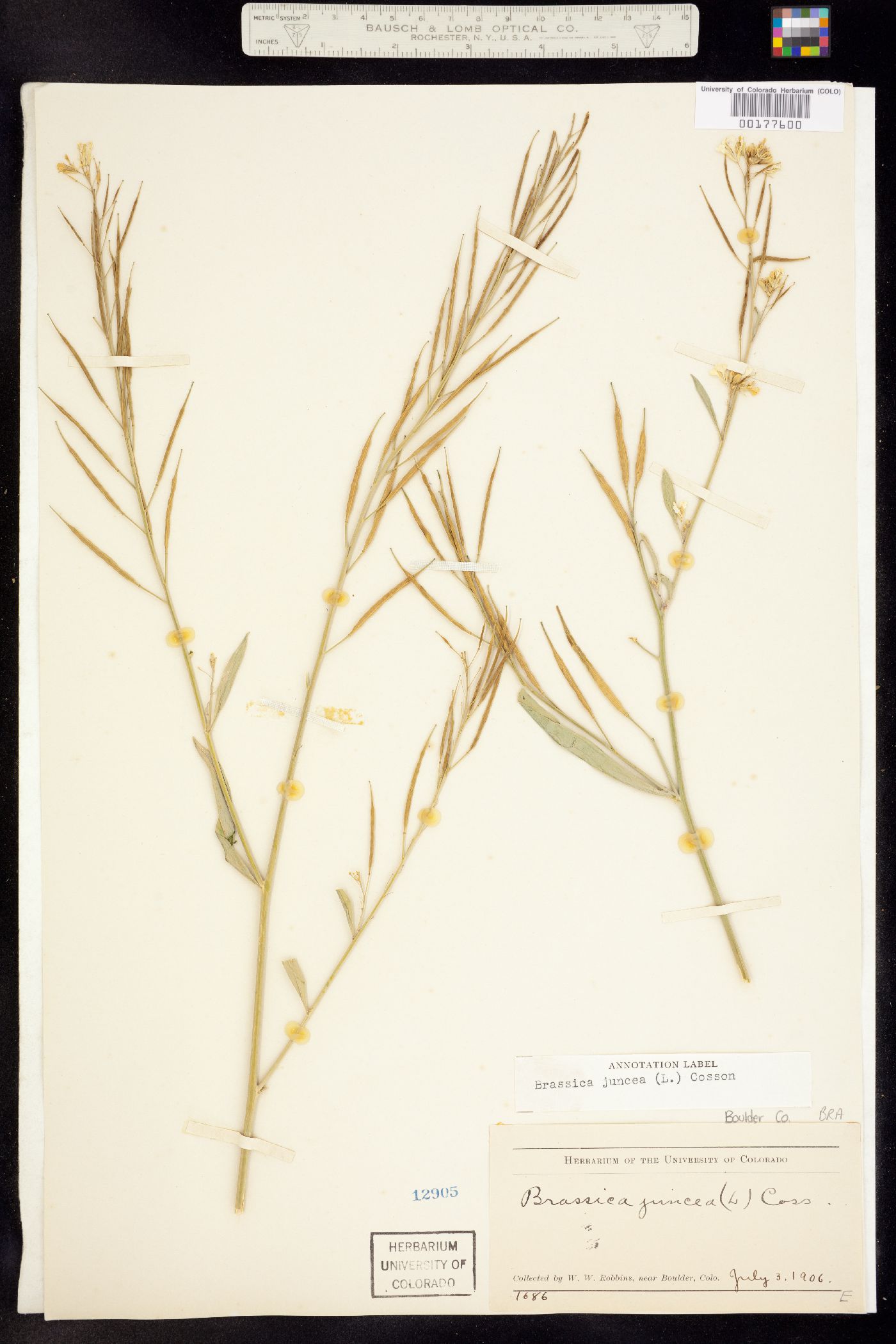 Brassica juncea image