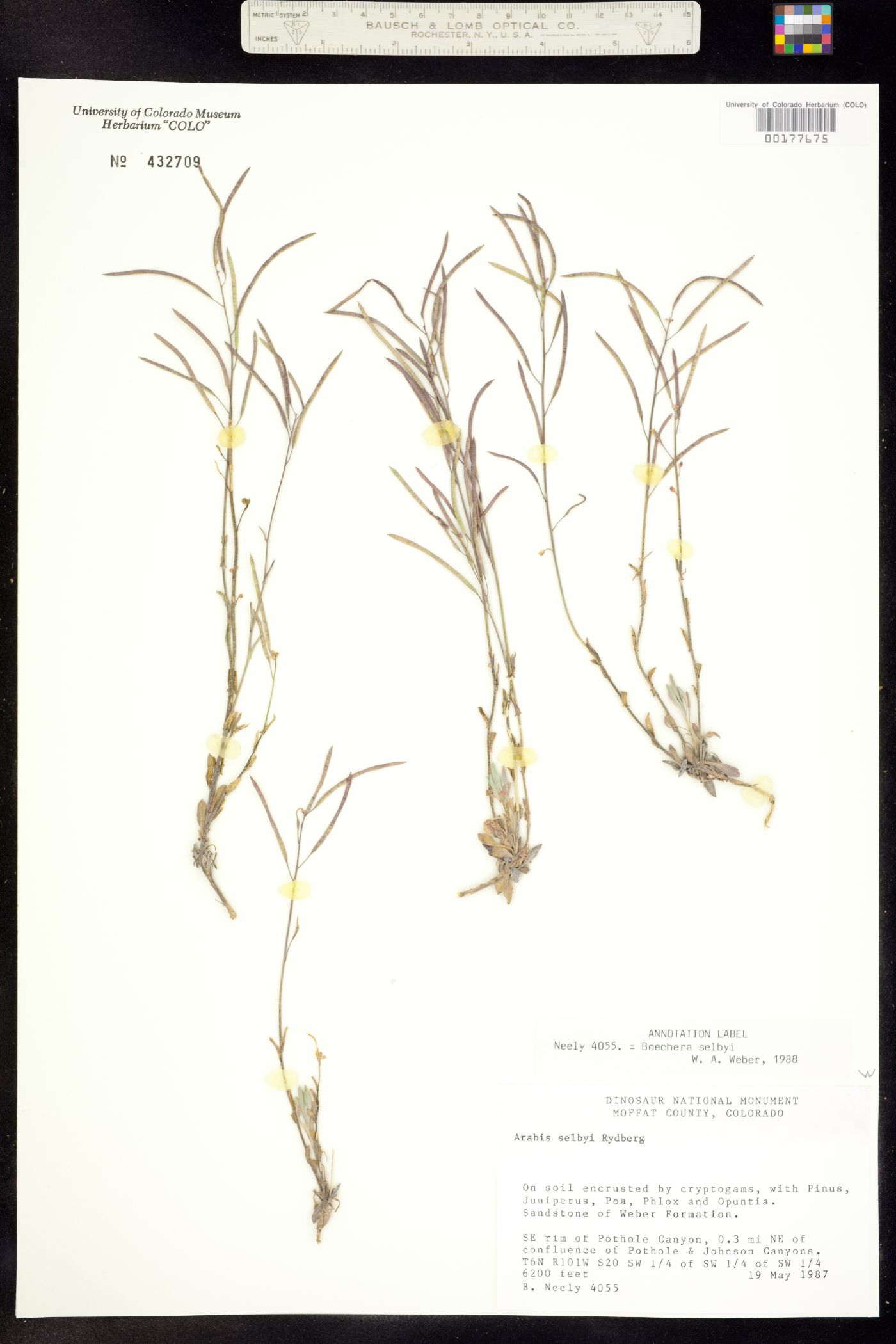Boechera gracilenta image