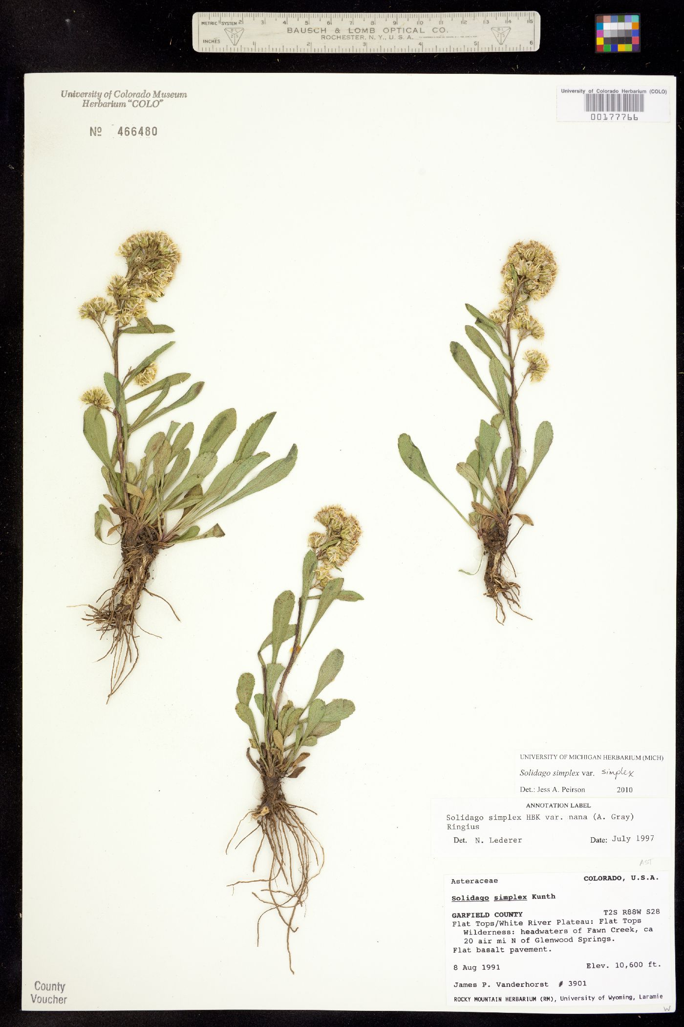 Solidago simplex var. simplex image