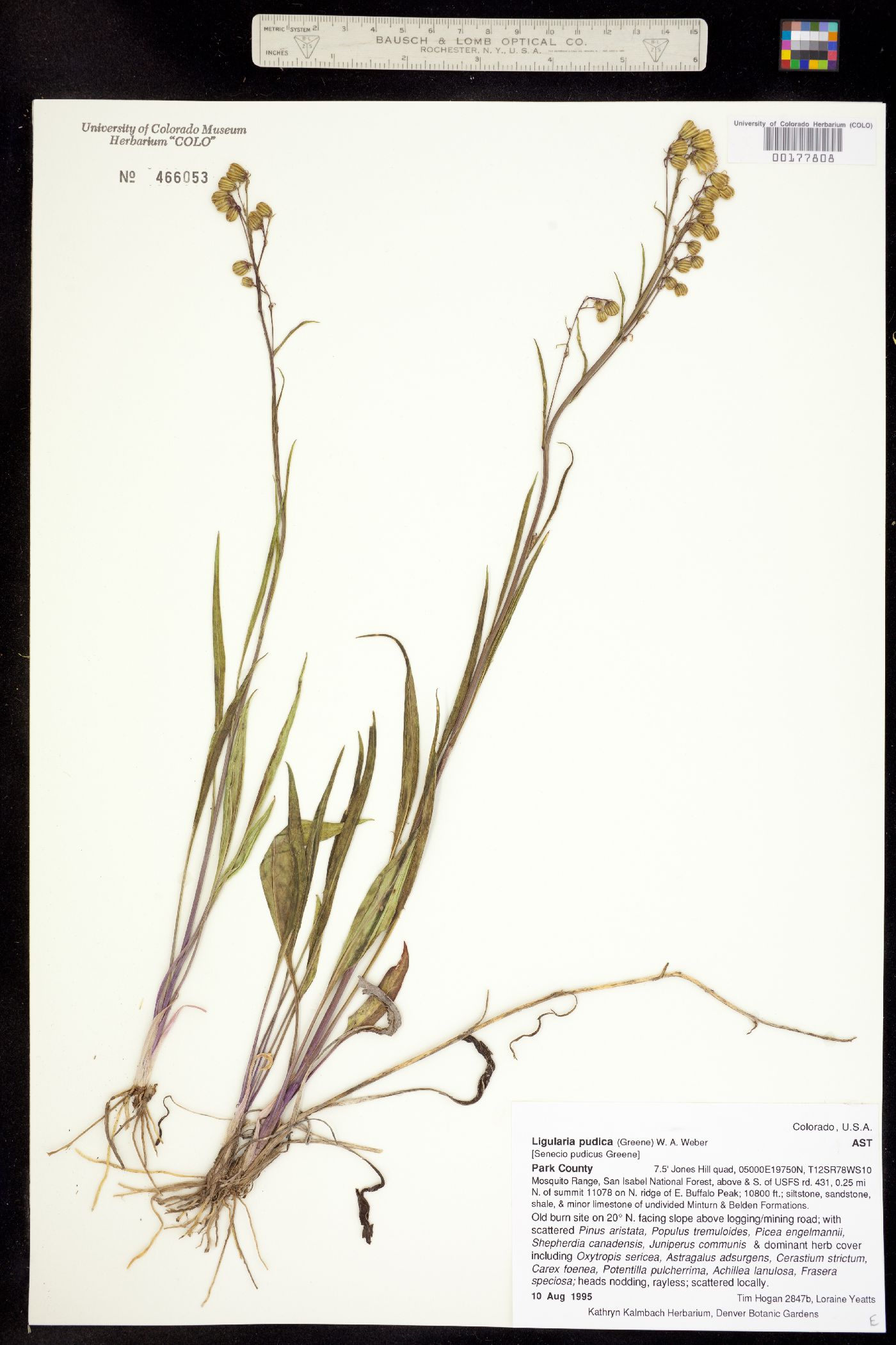 Senecio pudicus image