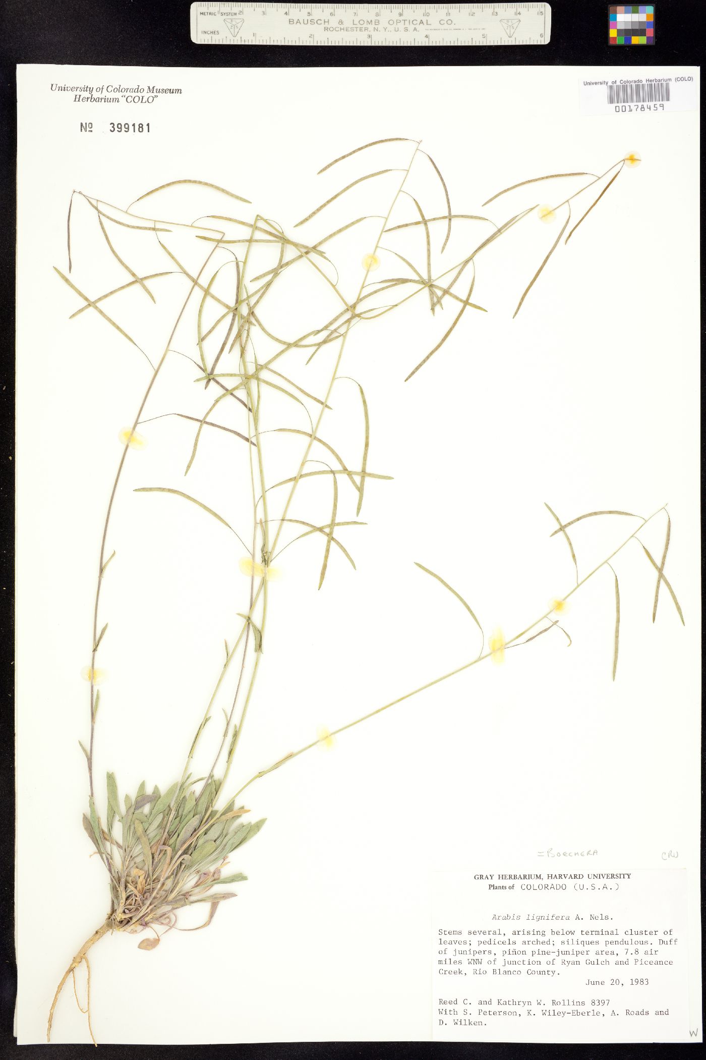 Boechera lignifera image