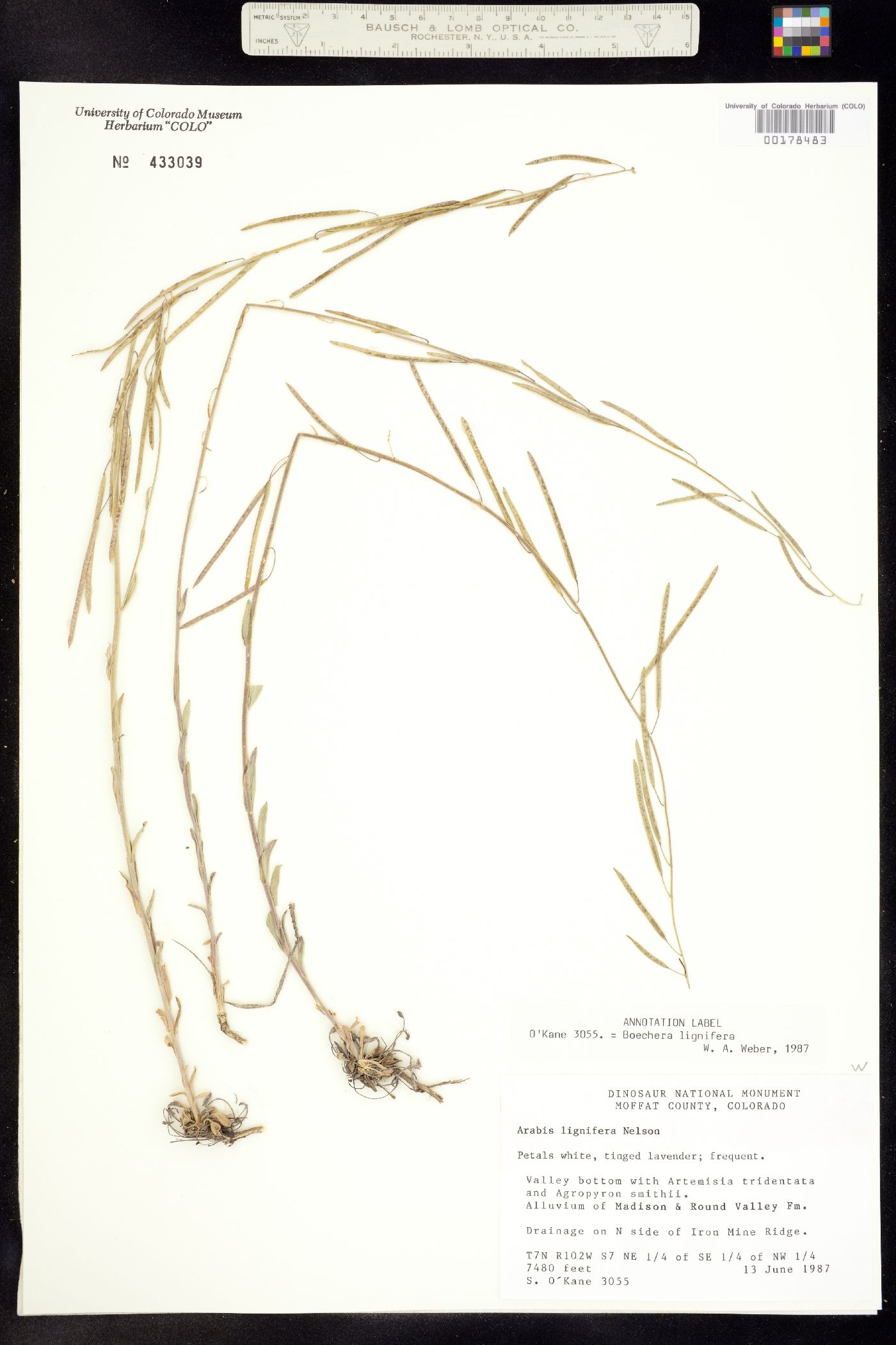 Boechera lignifera image
