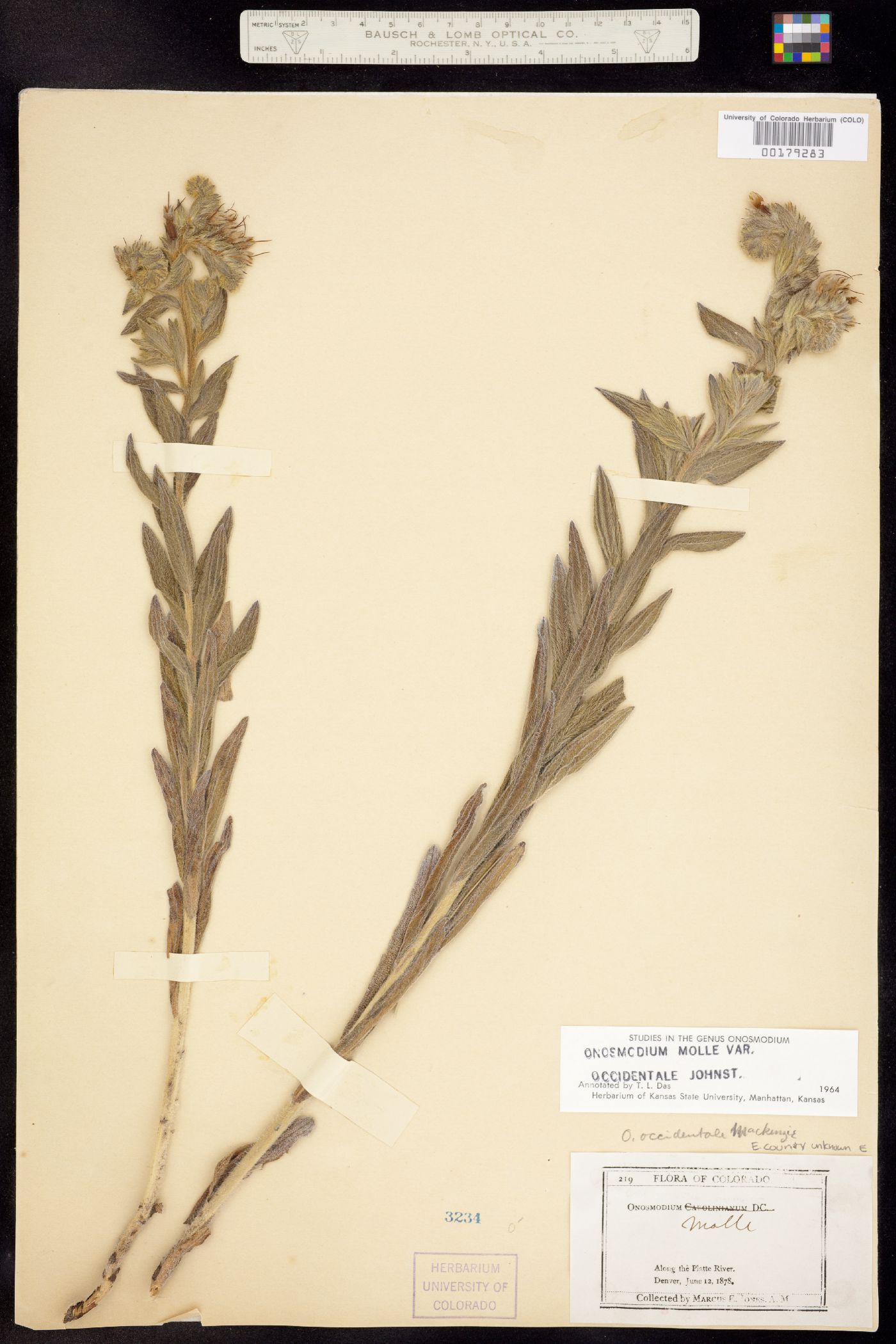 Onosmodium bejariense var. occidentale image