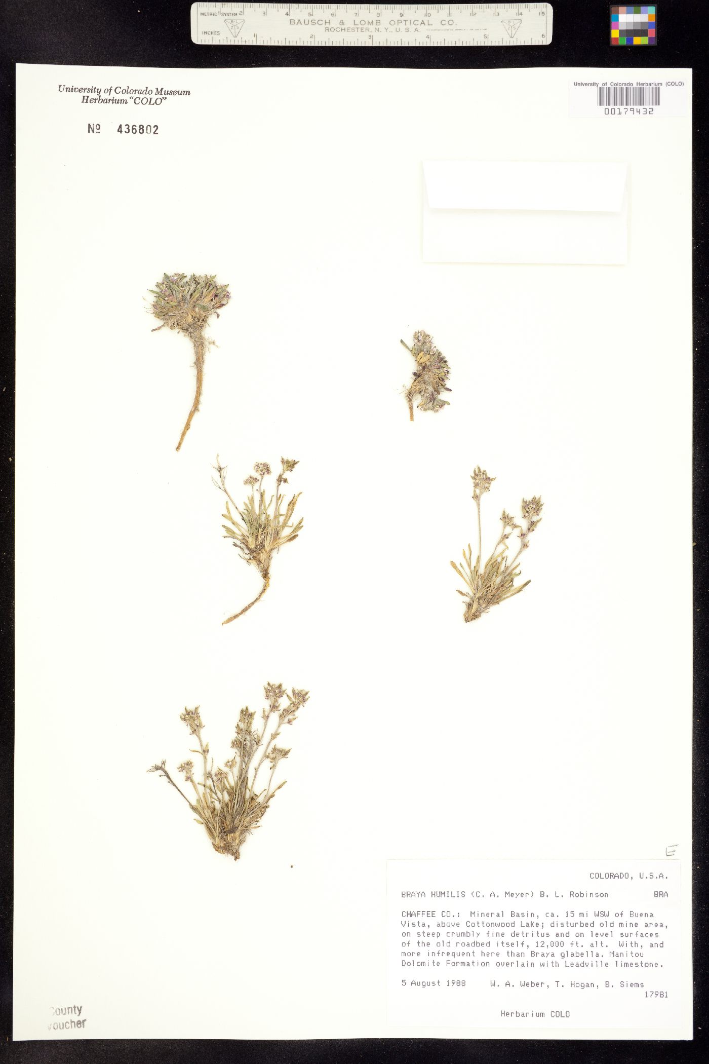 Braya humilis image