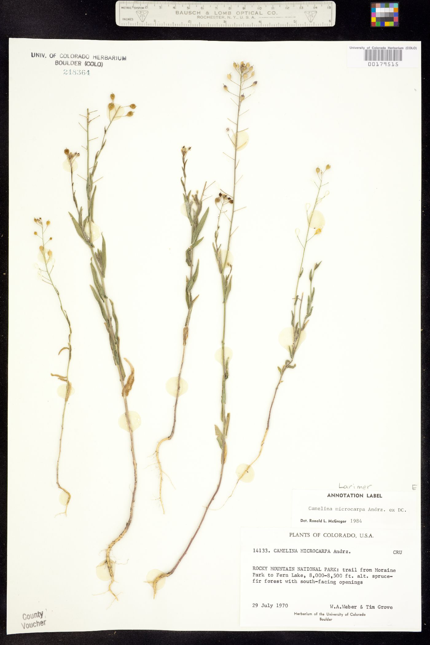 Camelina microcarpa image