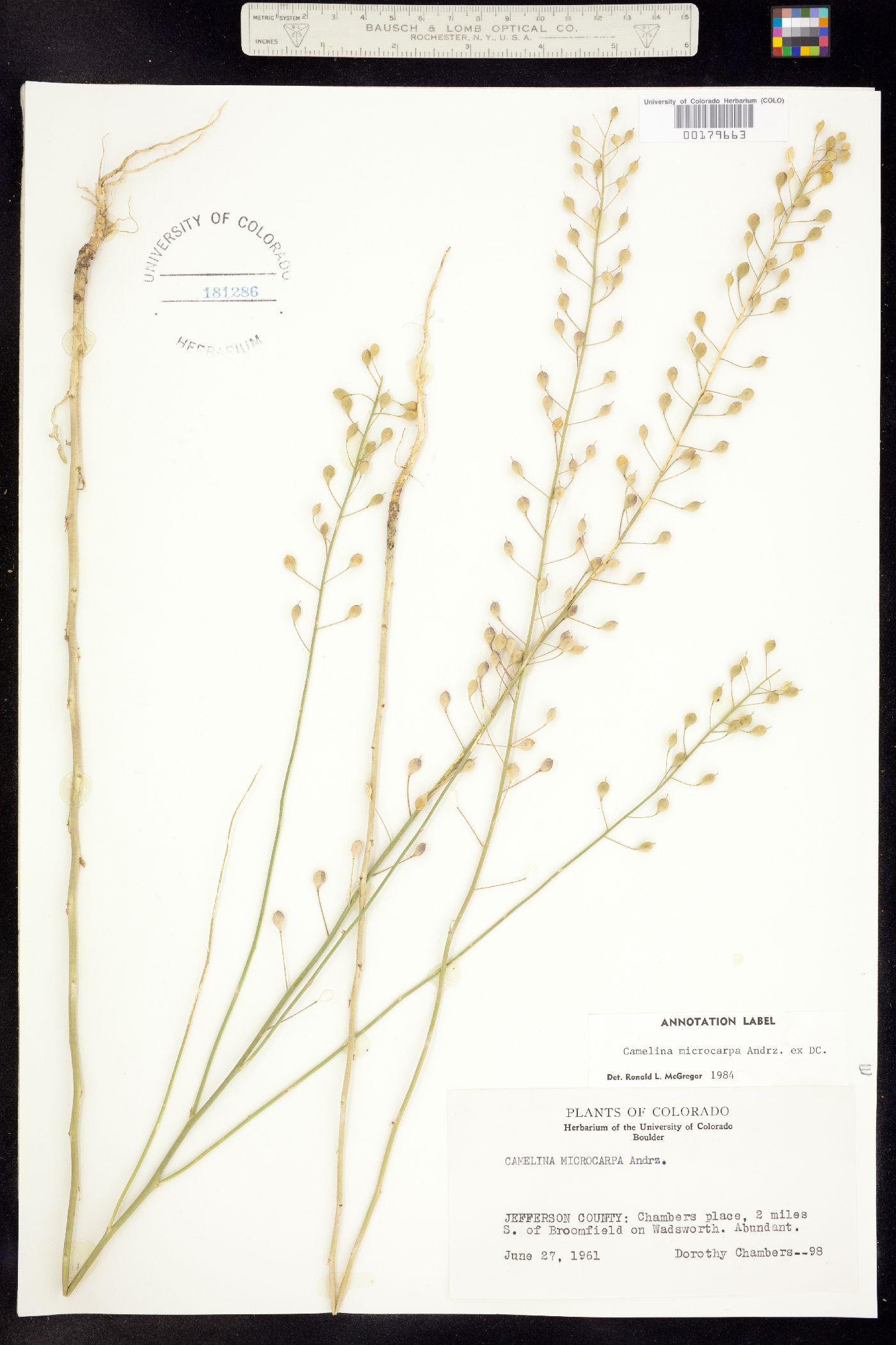 Camelina microcarpa image