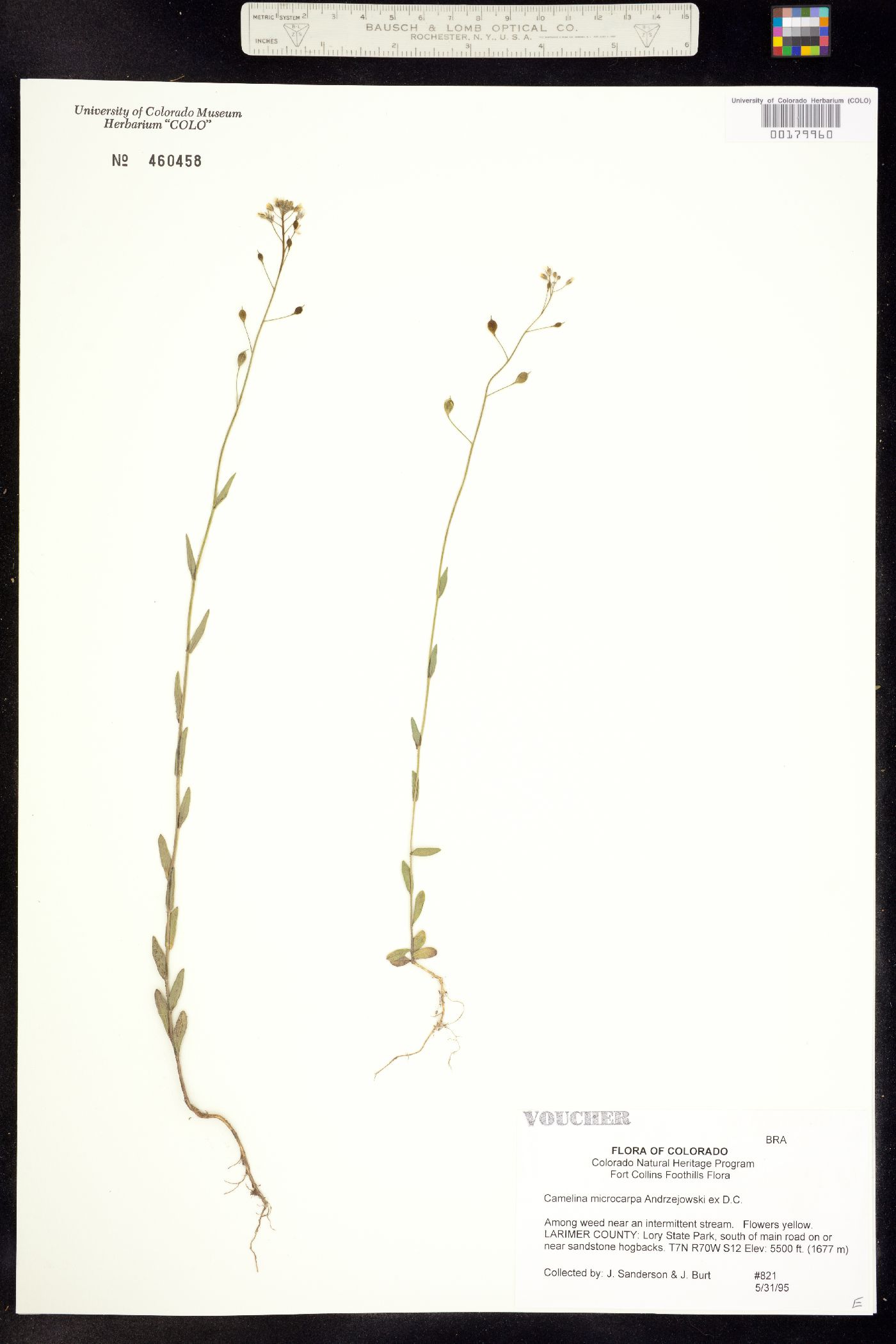 Camelina image