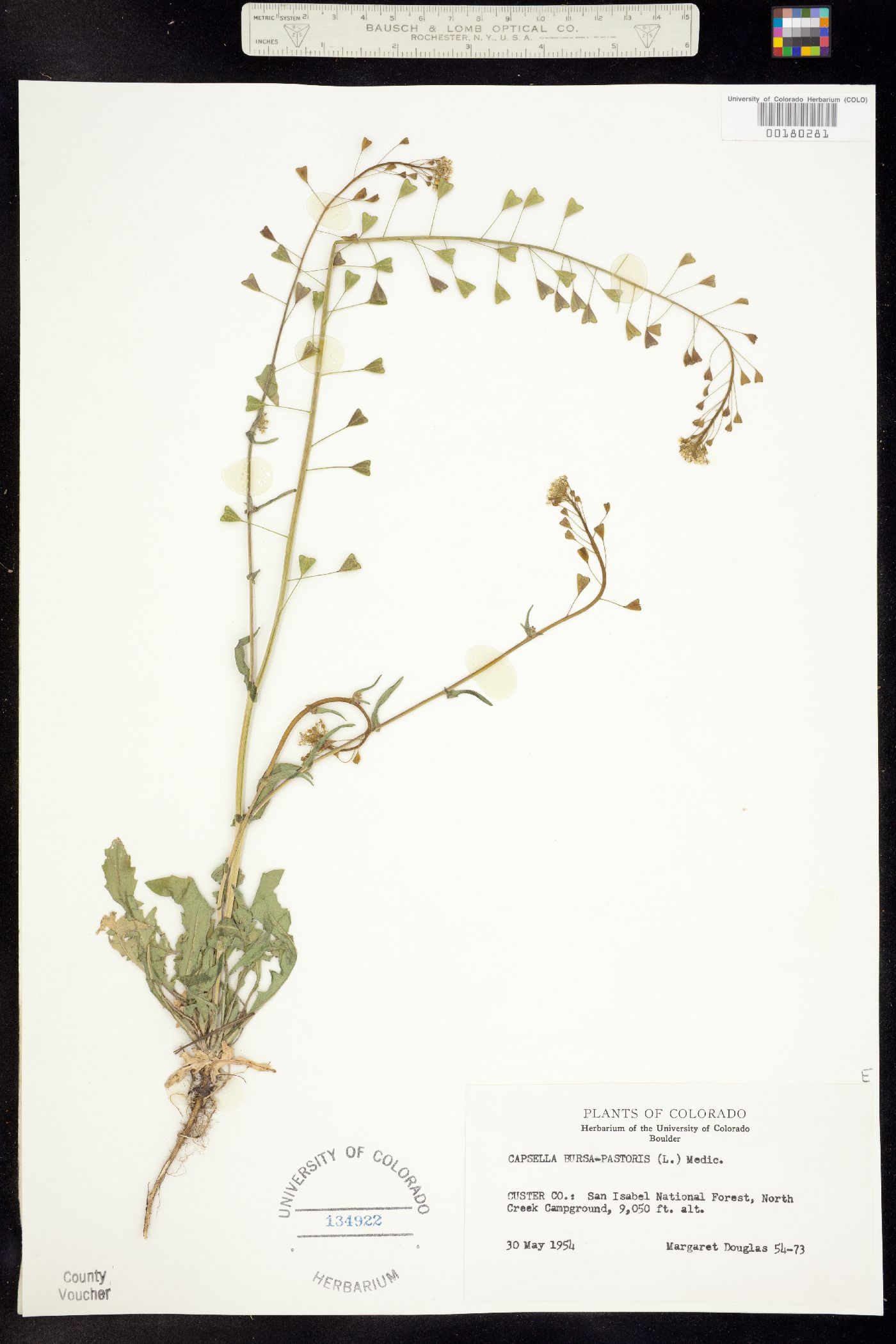 Capsella bursa-pastoris image