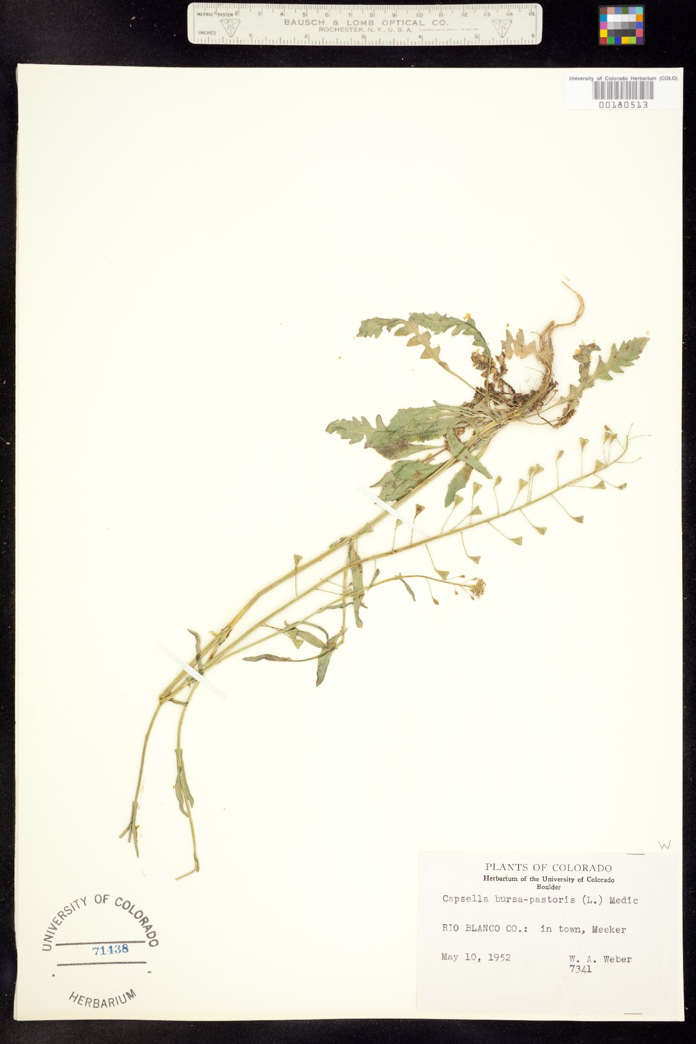 Capsella bursa-pastoris image