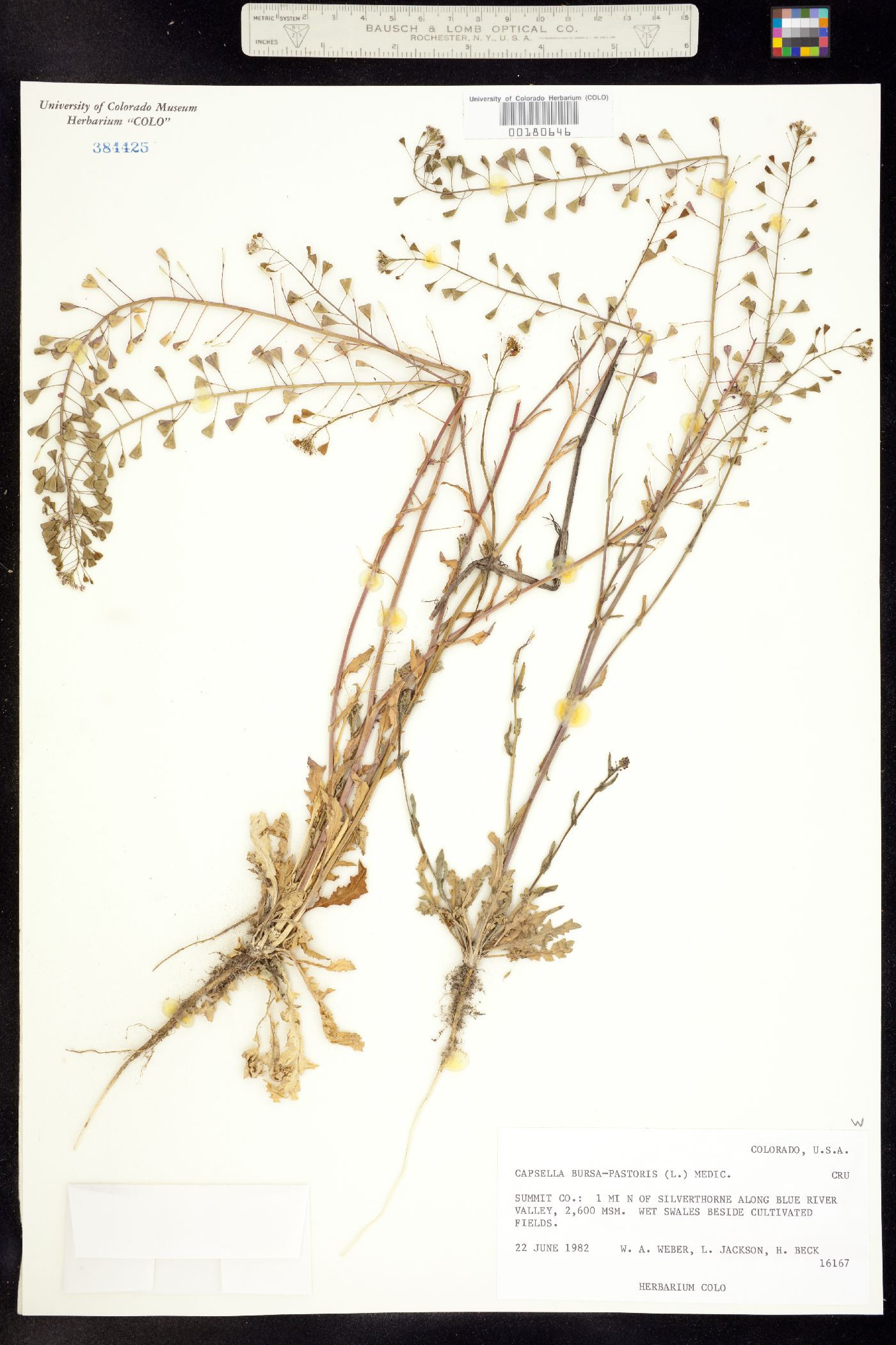 Capsella bursa-pastoris image