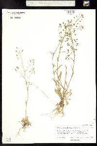 Image of Capsella bursa-pastoris