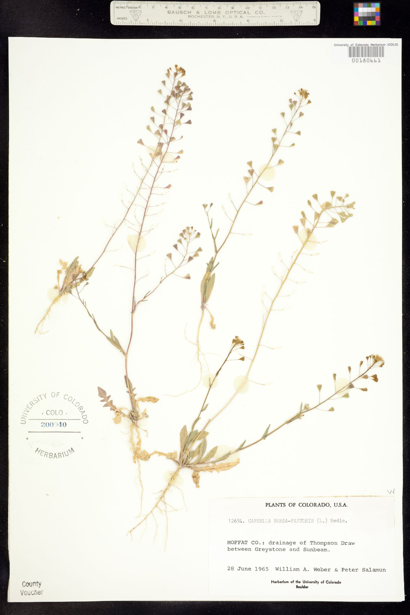 Capsella bursa-pastoris image