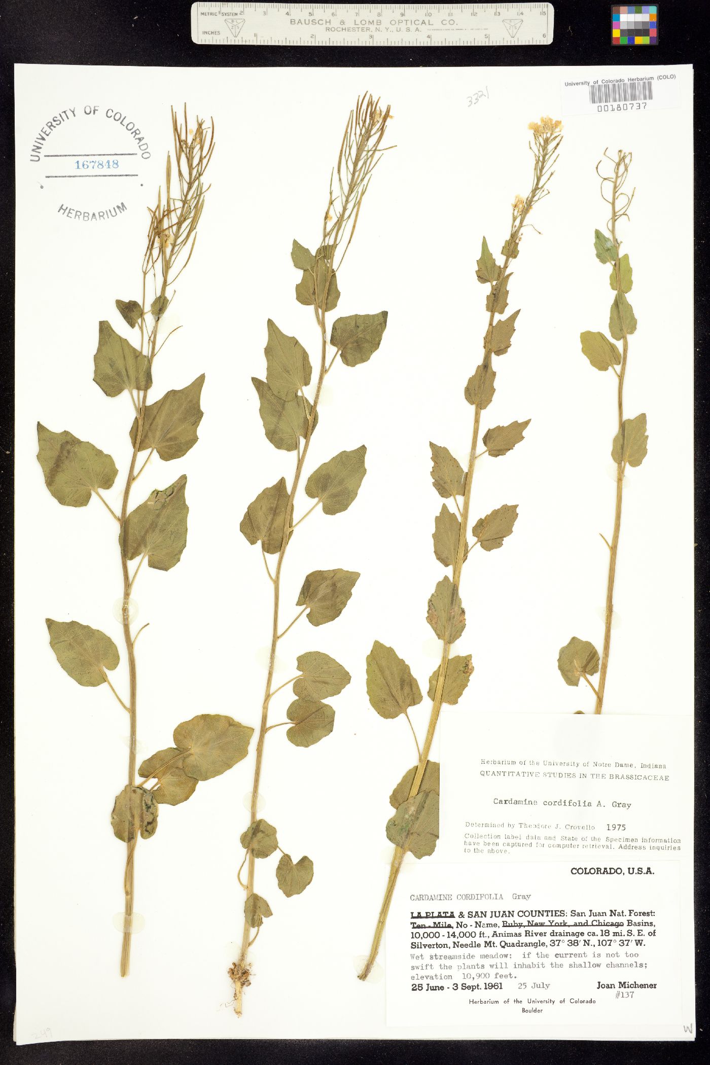 Cardamine cordifolia image