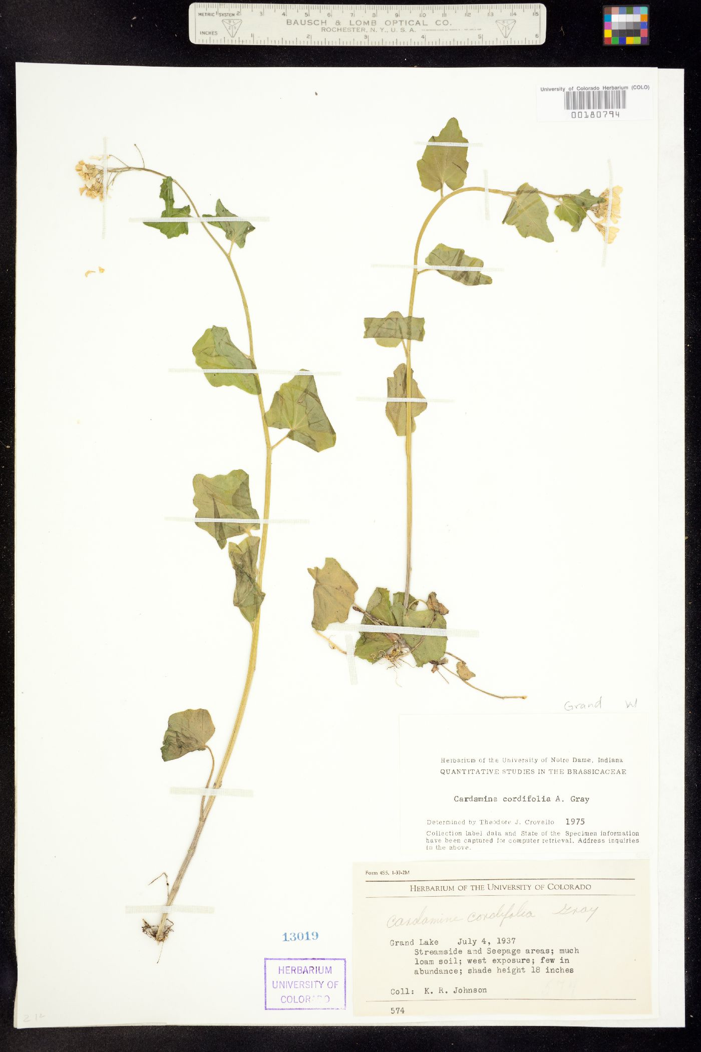 Cardamine cordifolia image