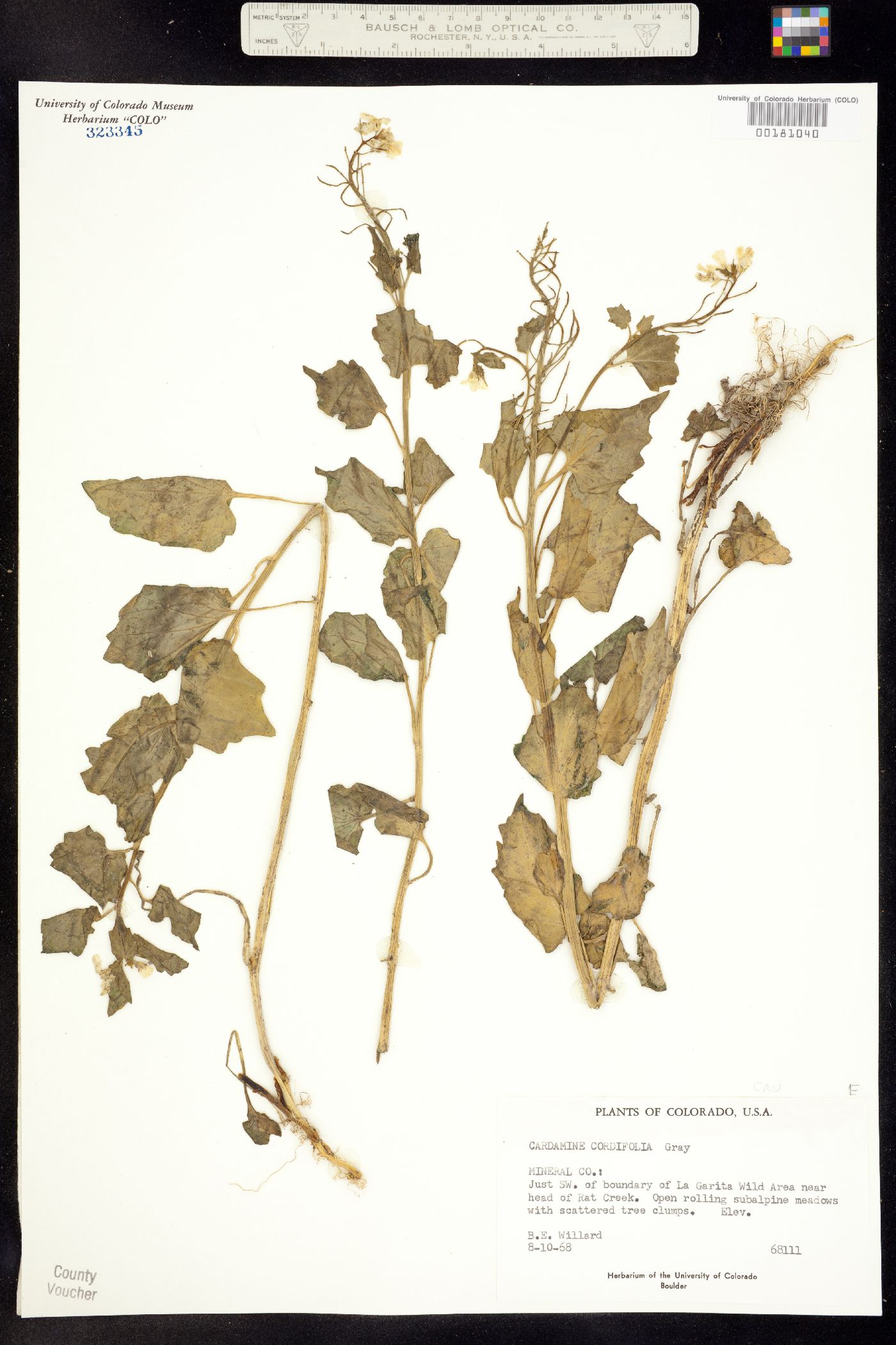 Cardamine image