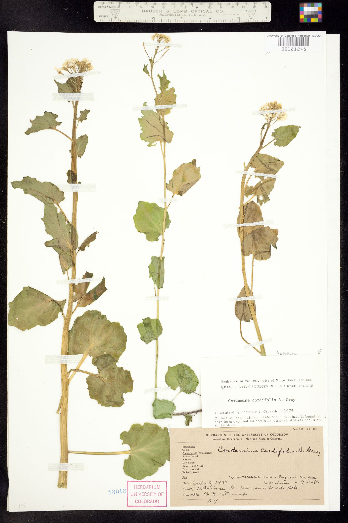 Cardamine cordifolia image