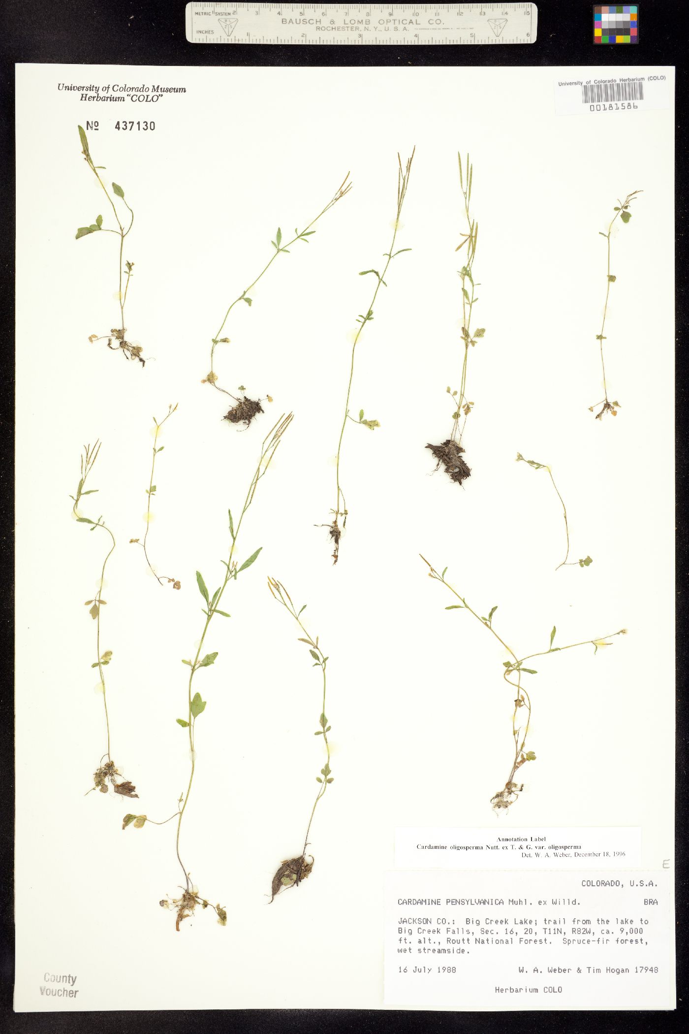 Cardamine oligosperma var. oligosperma image