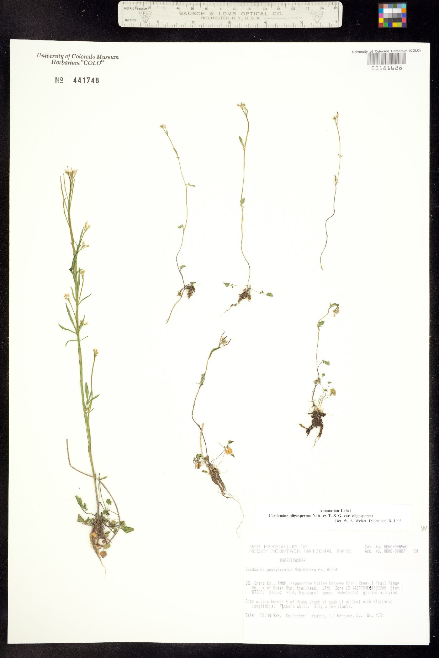 Cardamine oligosperma image