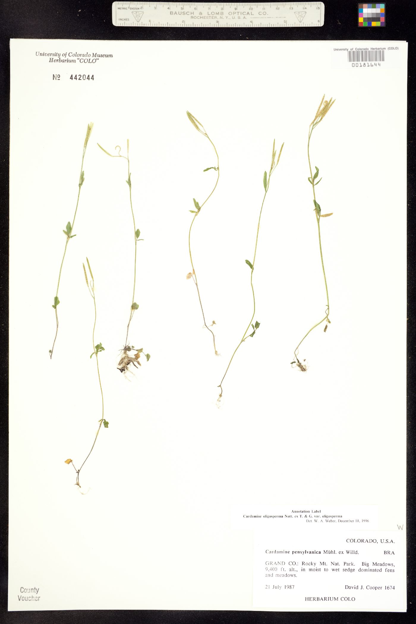 Cardamine oligosperma image