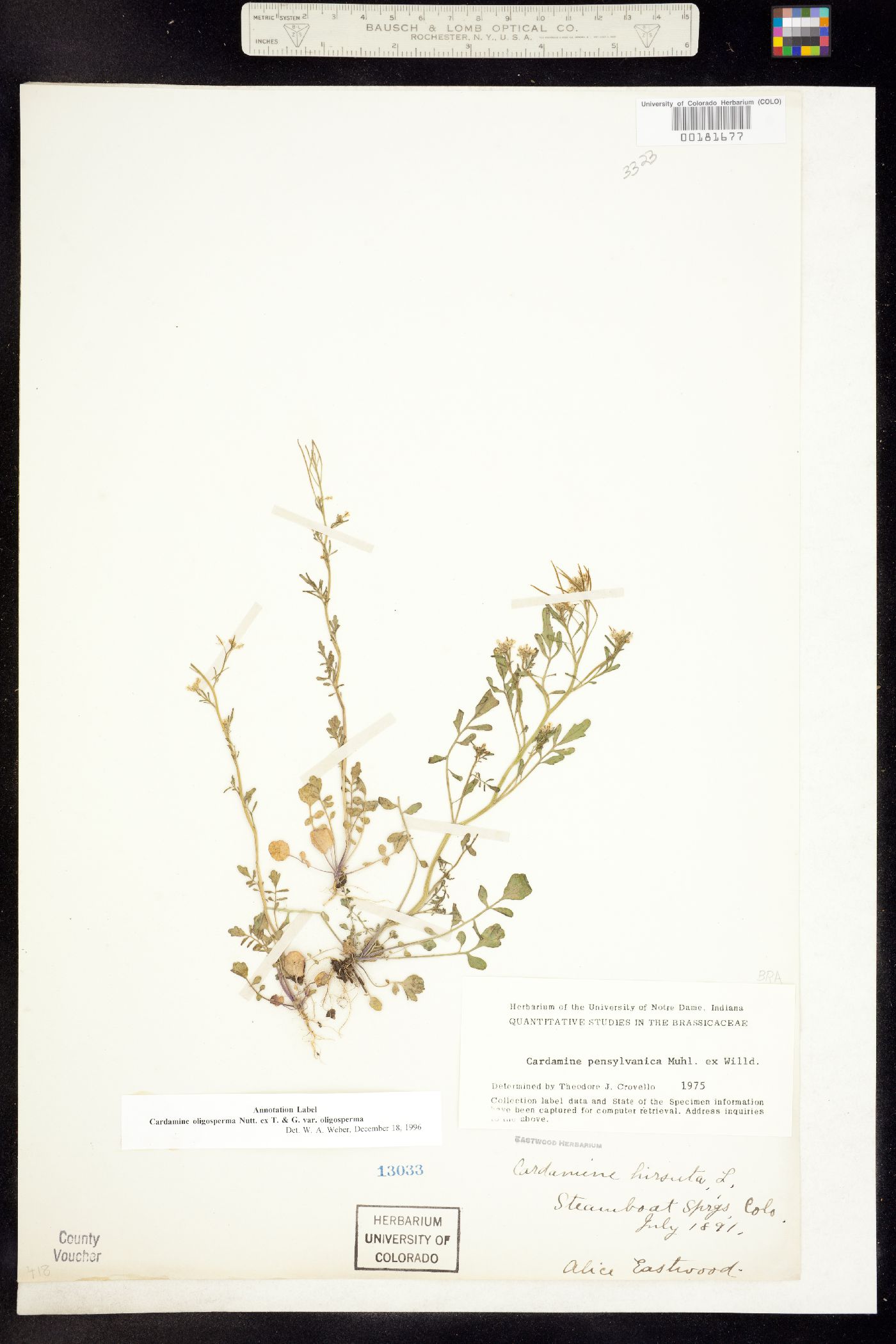 Cardamine oligosperma image