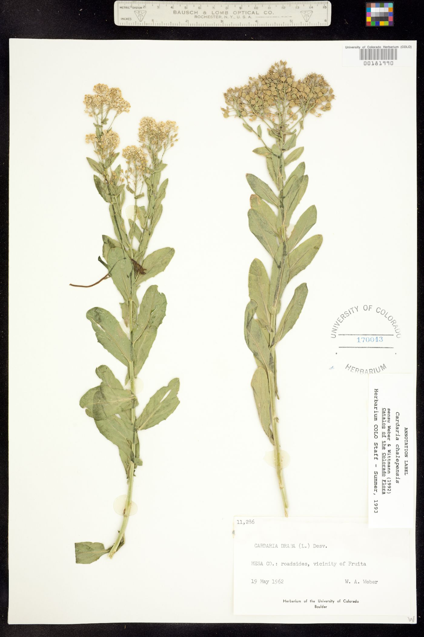 Lepidium chalepensis image