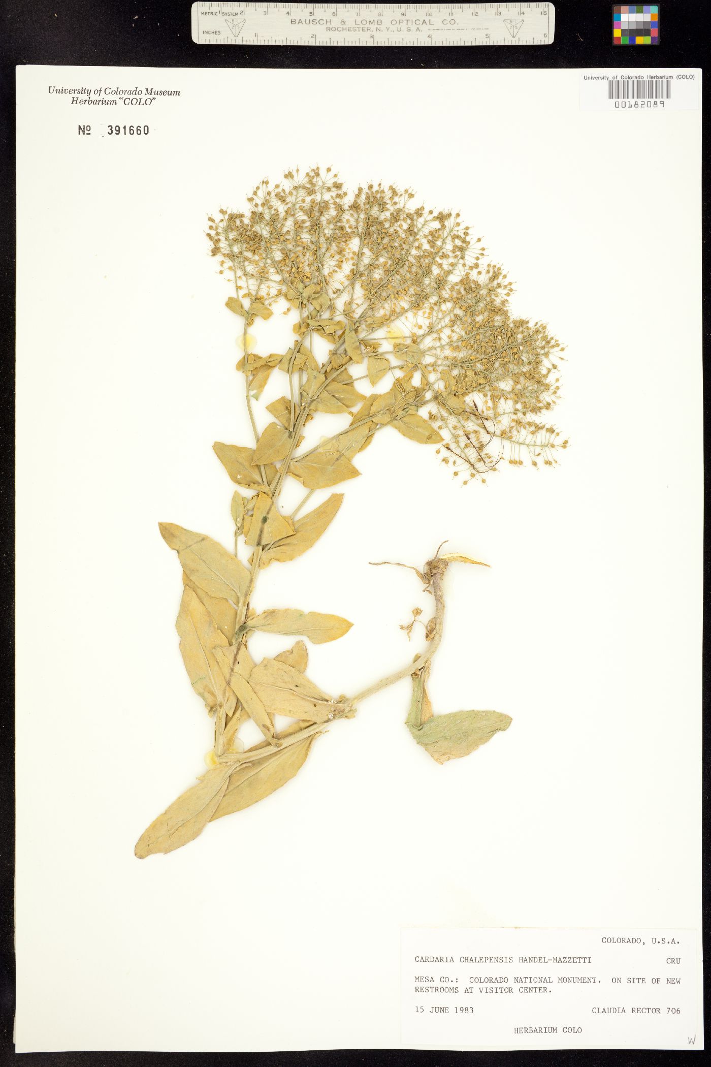 Lepidium chalepense image