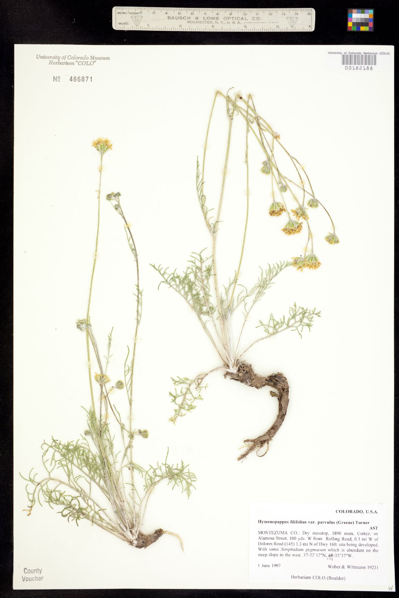 Hymenopappus filifolius var. parvulus image