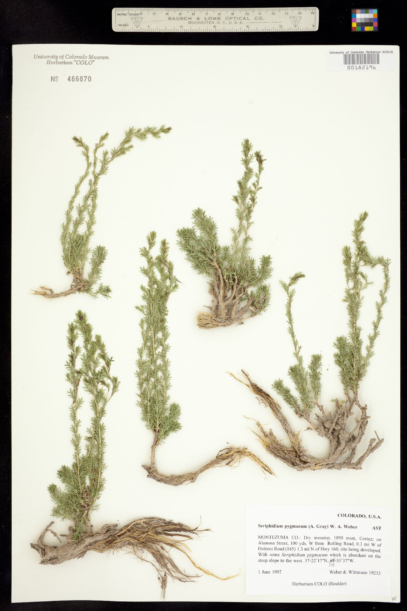 Artemisia pygmaea image