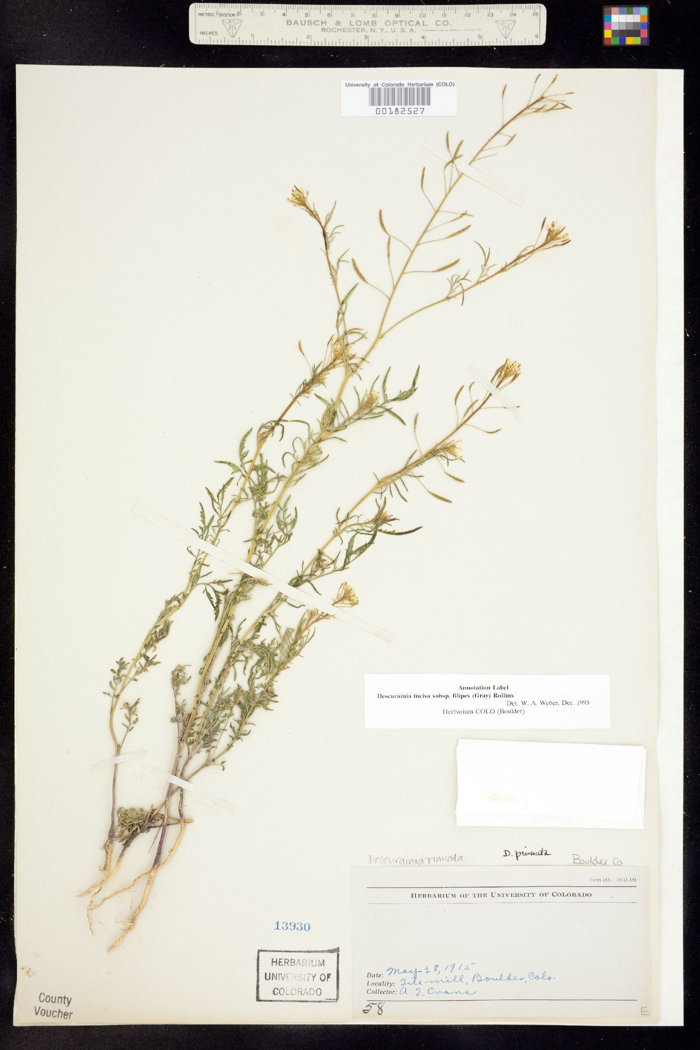 Descurainia longepedicellata image