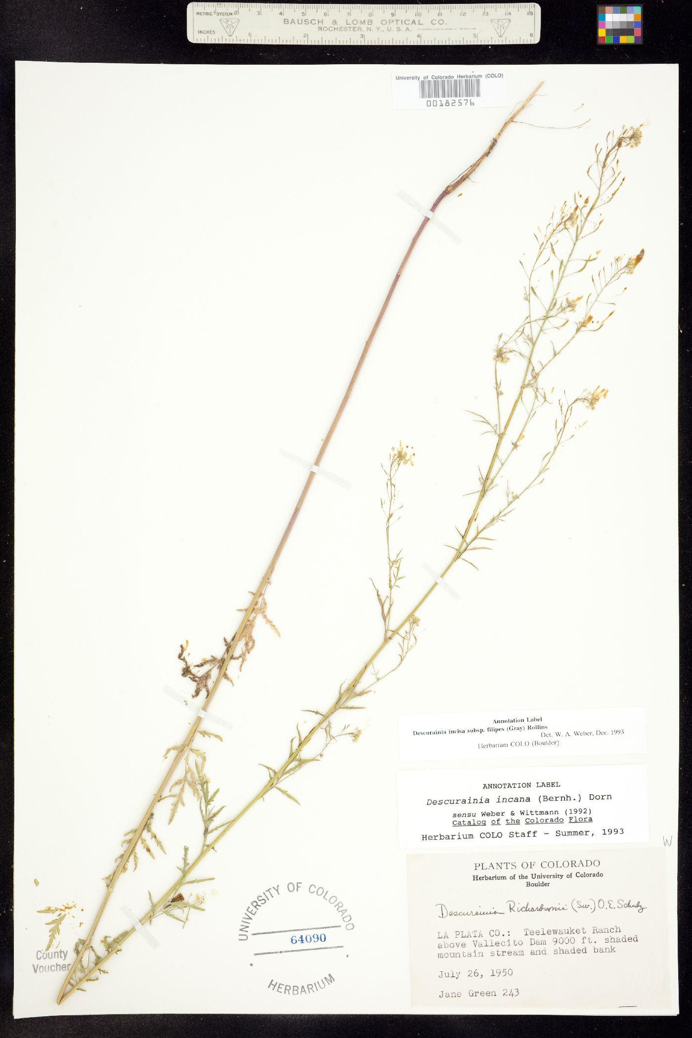 Descurainia incisa image
