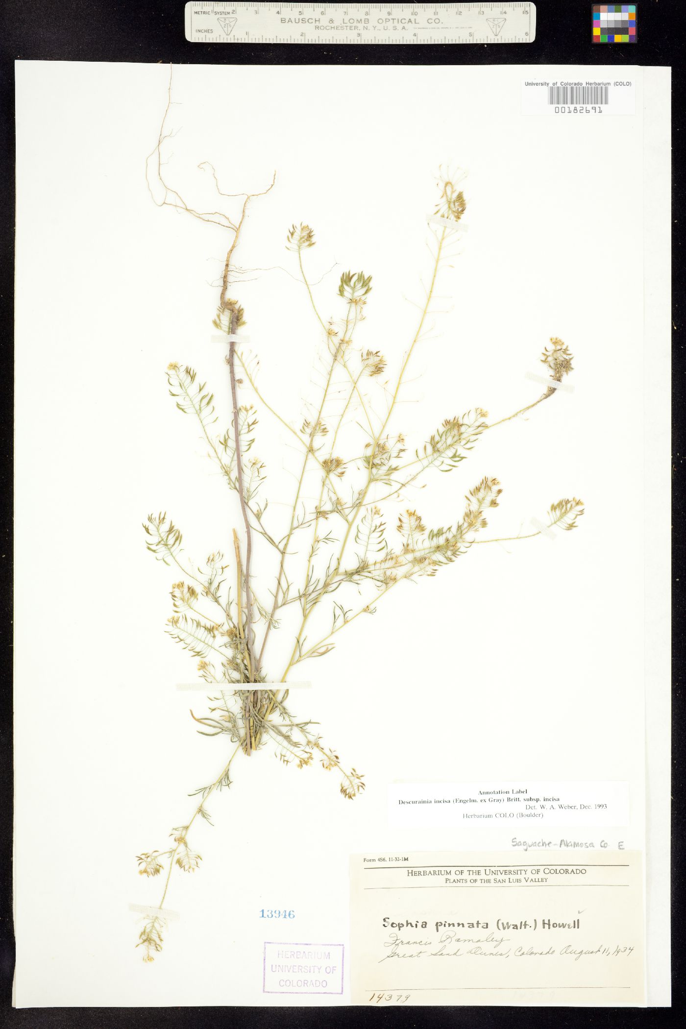 Descurainia incisa ssp. incisa image