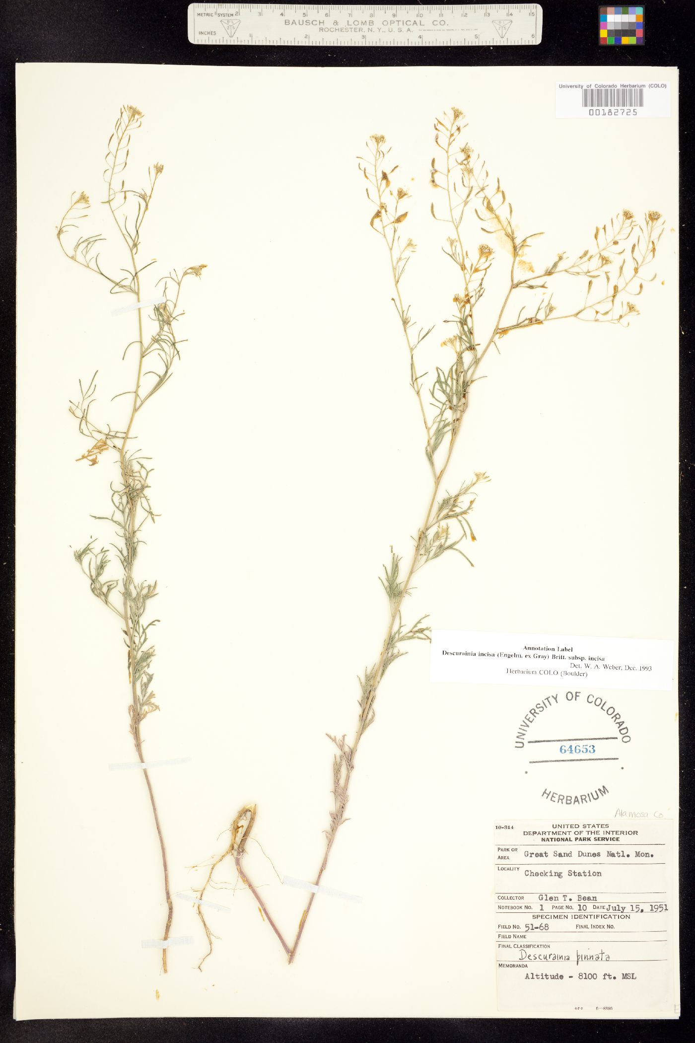 Descurainia incisa ssp. incisa image