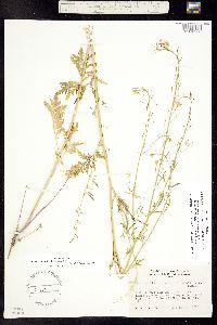 Descurainia incisa subsp. incisa image