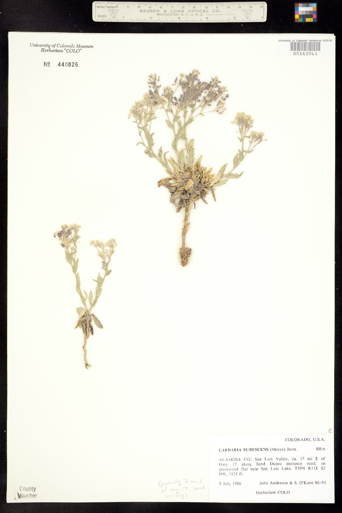 Lepidium image