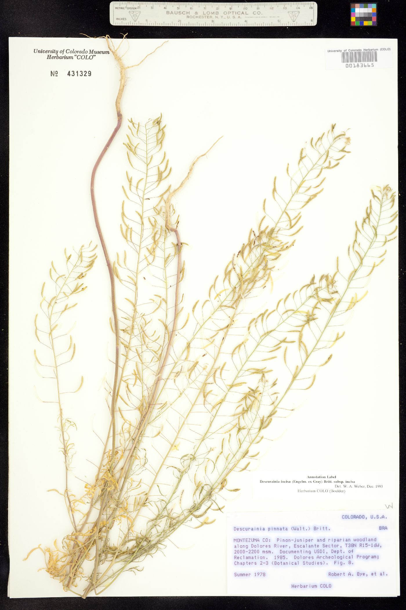 Descurainia incisa ssp. incisa image