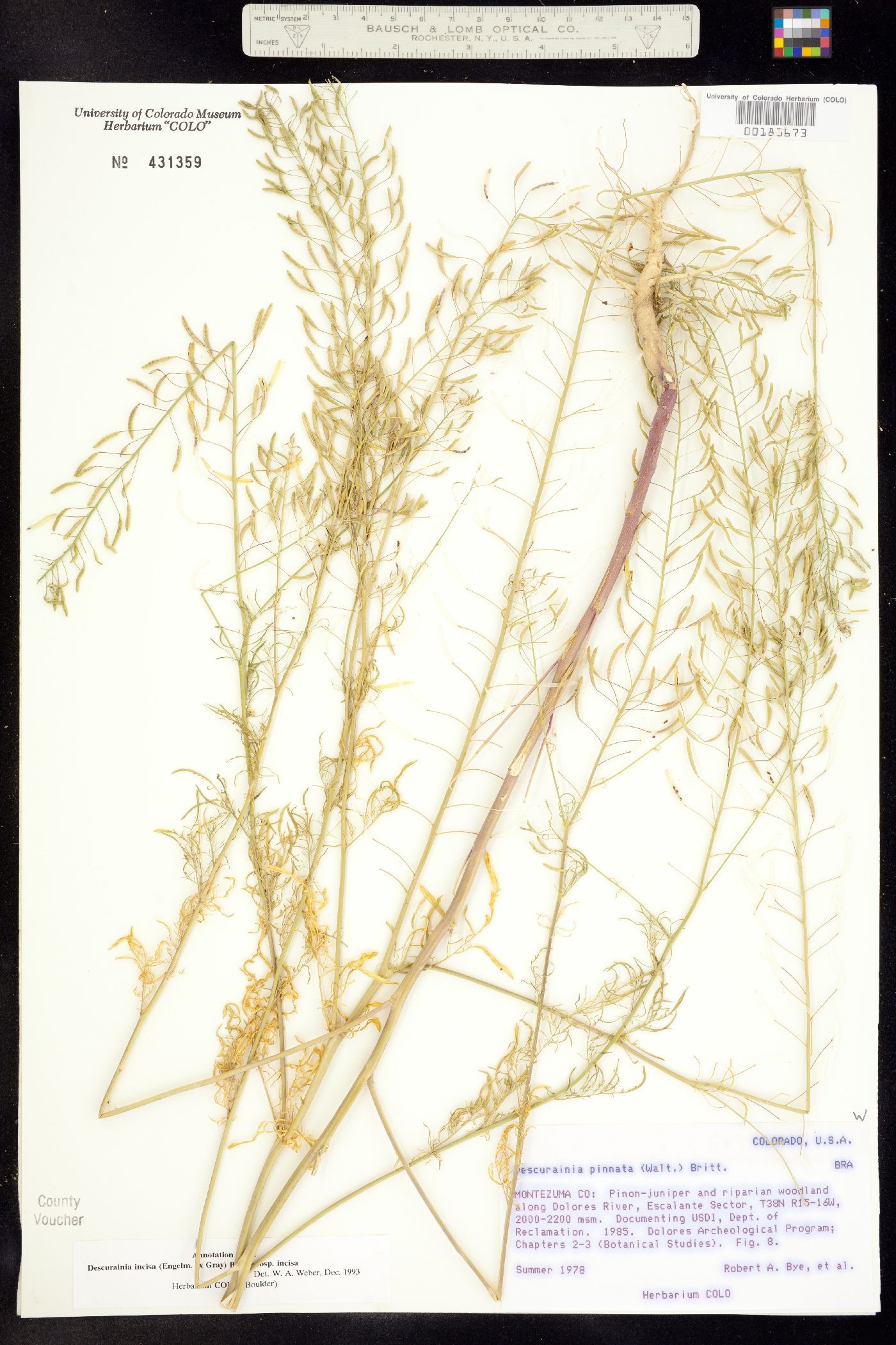 Descurainia incisa ssp. incisa image