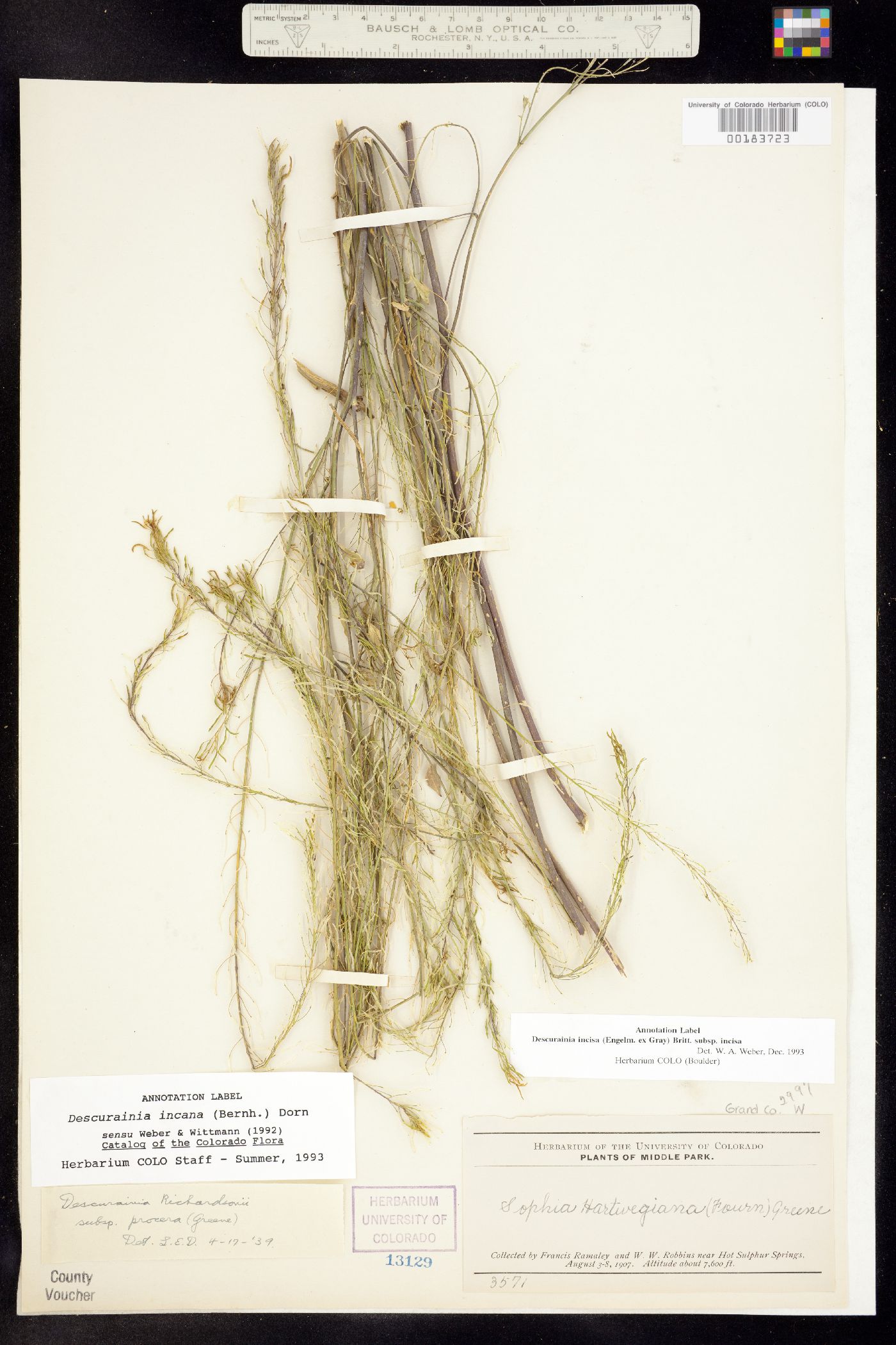 Descurainia incisa ssp. incisa image