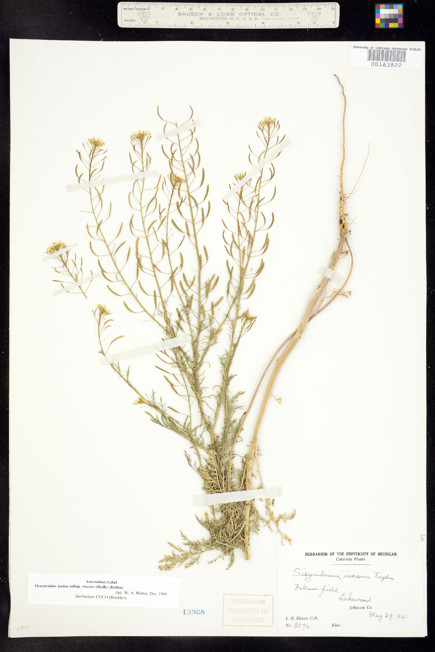 Descurainia incisa ssp. viscosa image