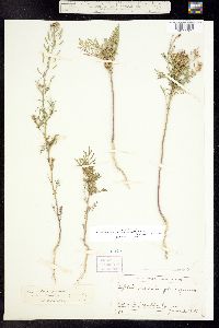 Descurainia pinnata ssp. halictorum image