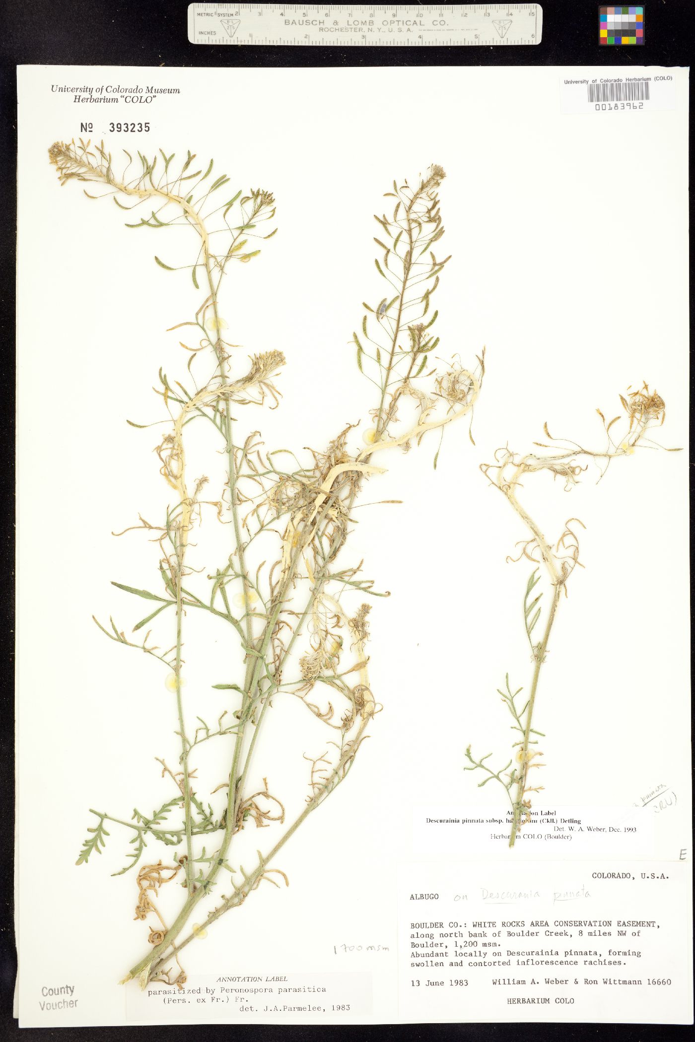 Descurainia pinnata ssp. halictorum image