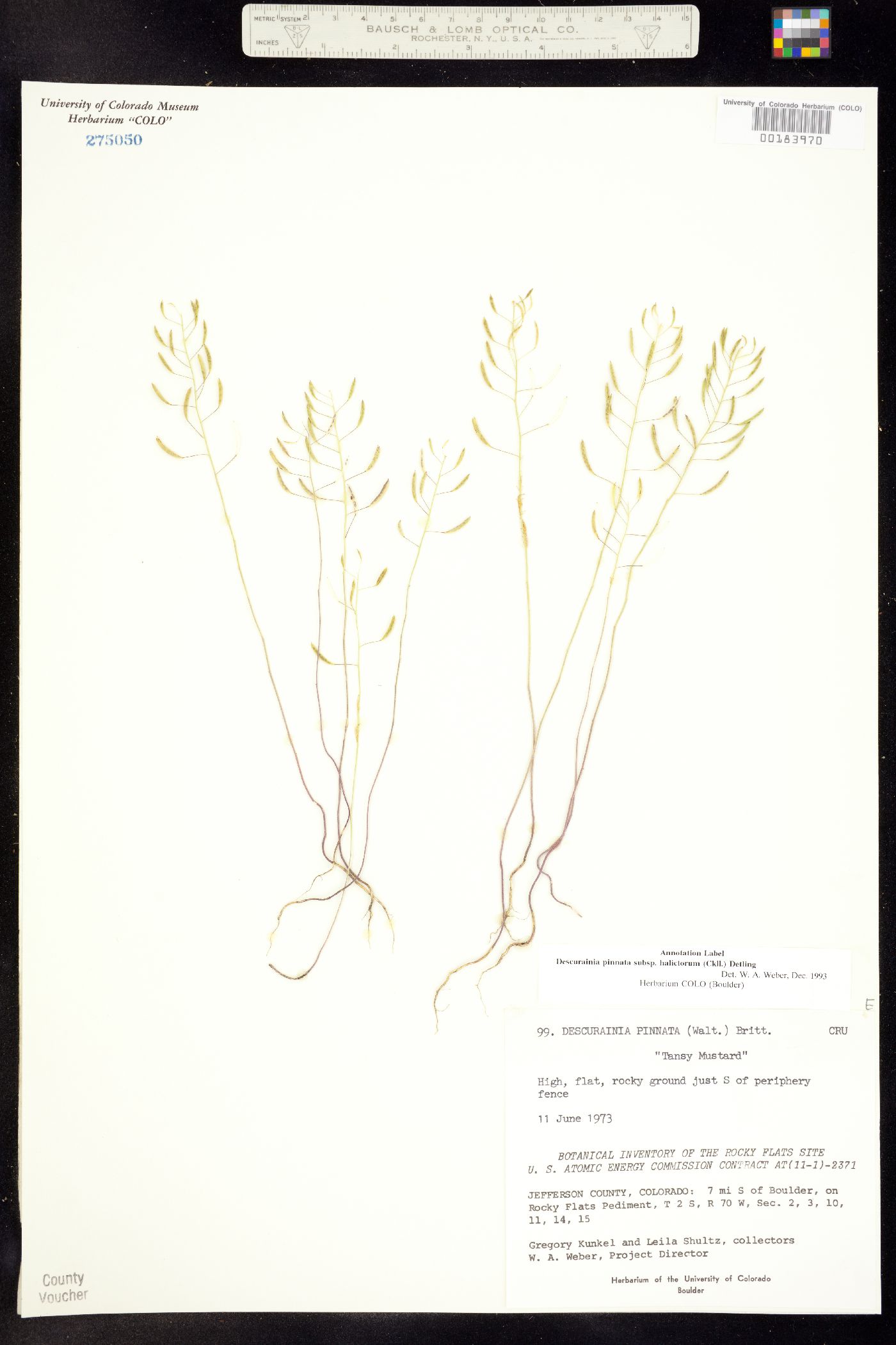 Descurainia pinnata ssp. halictorum image
