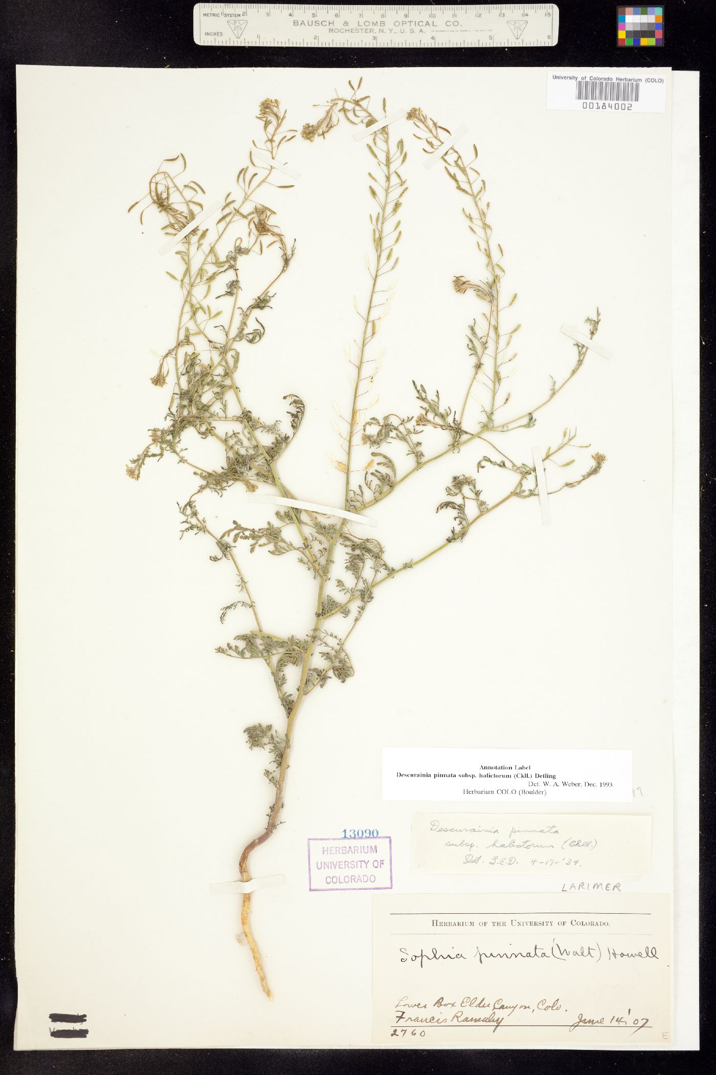 Descurainia pinnata ssp. halictorum image